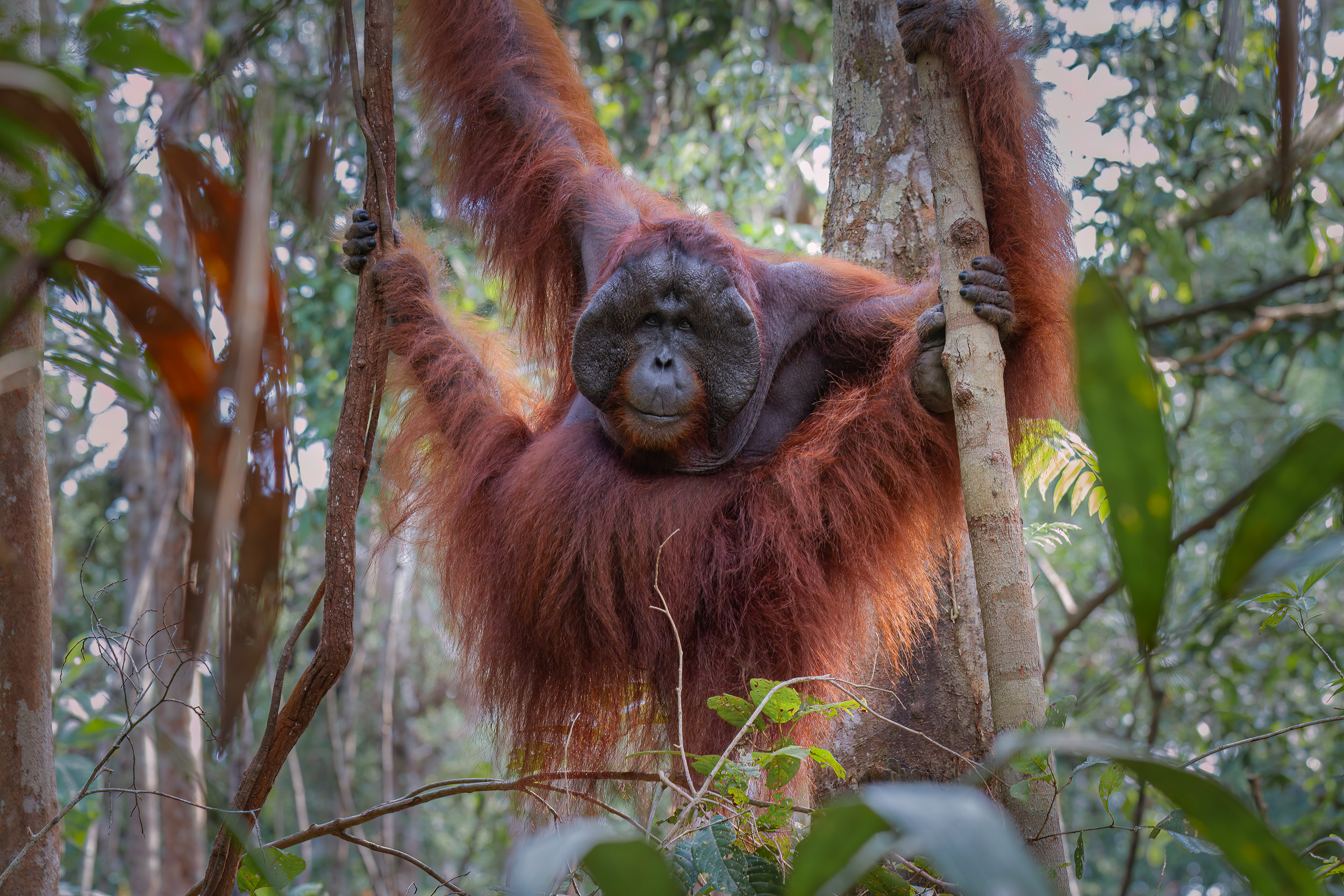 Indonesia, Tanjung Puting, Wildlife