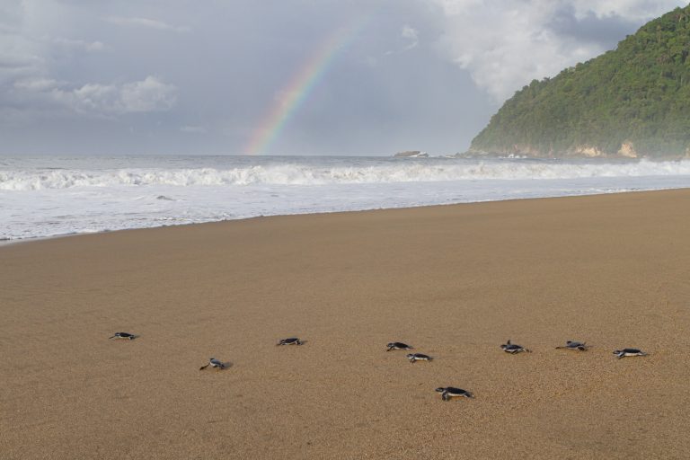 Animals, Indonesia, Java, Meru Betiri National Park, Merubetiri, Sea Turtle, Sukamade, Turtle
