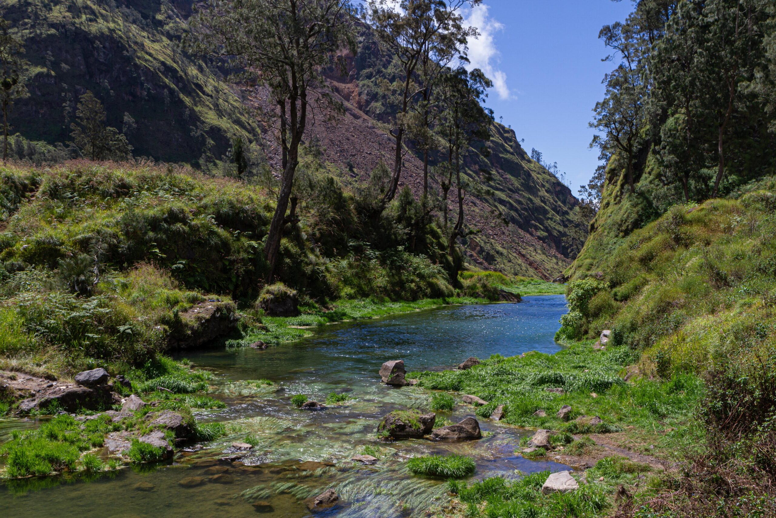 forest mount rinjani lombok indonesia