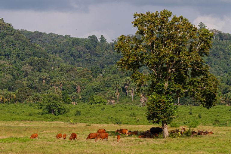 Alas Purwo National Park, Indonesia, Java