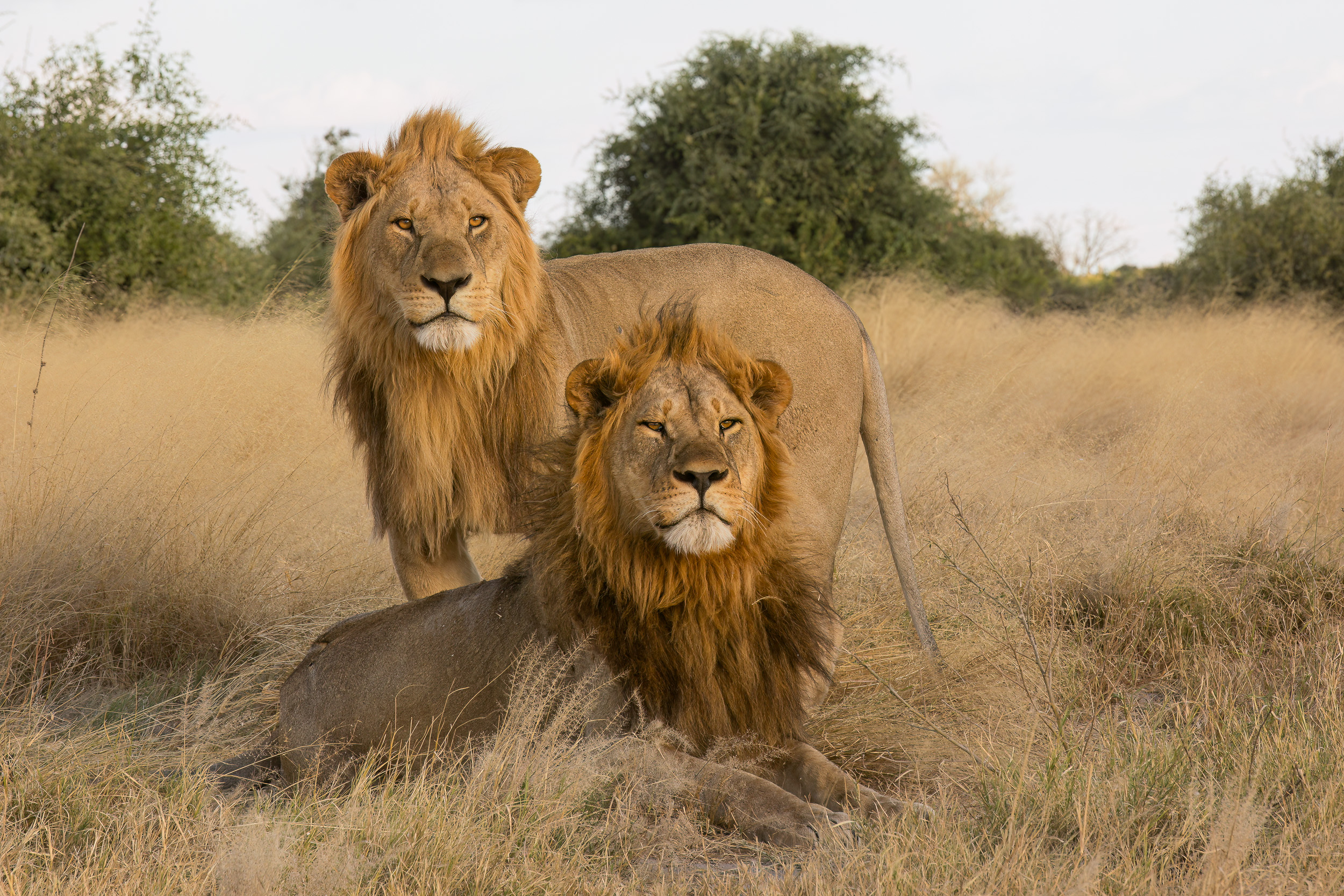 Africa, Chobe National Park, Savuti, Wildlife, botswana