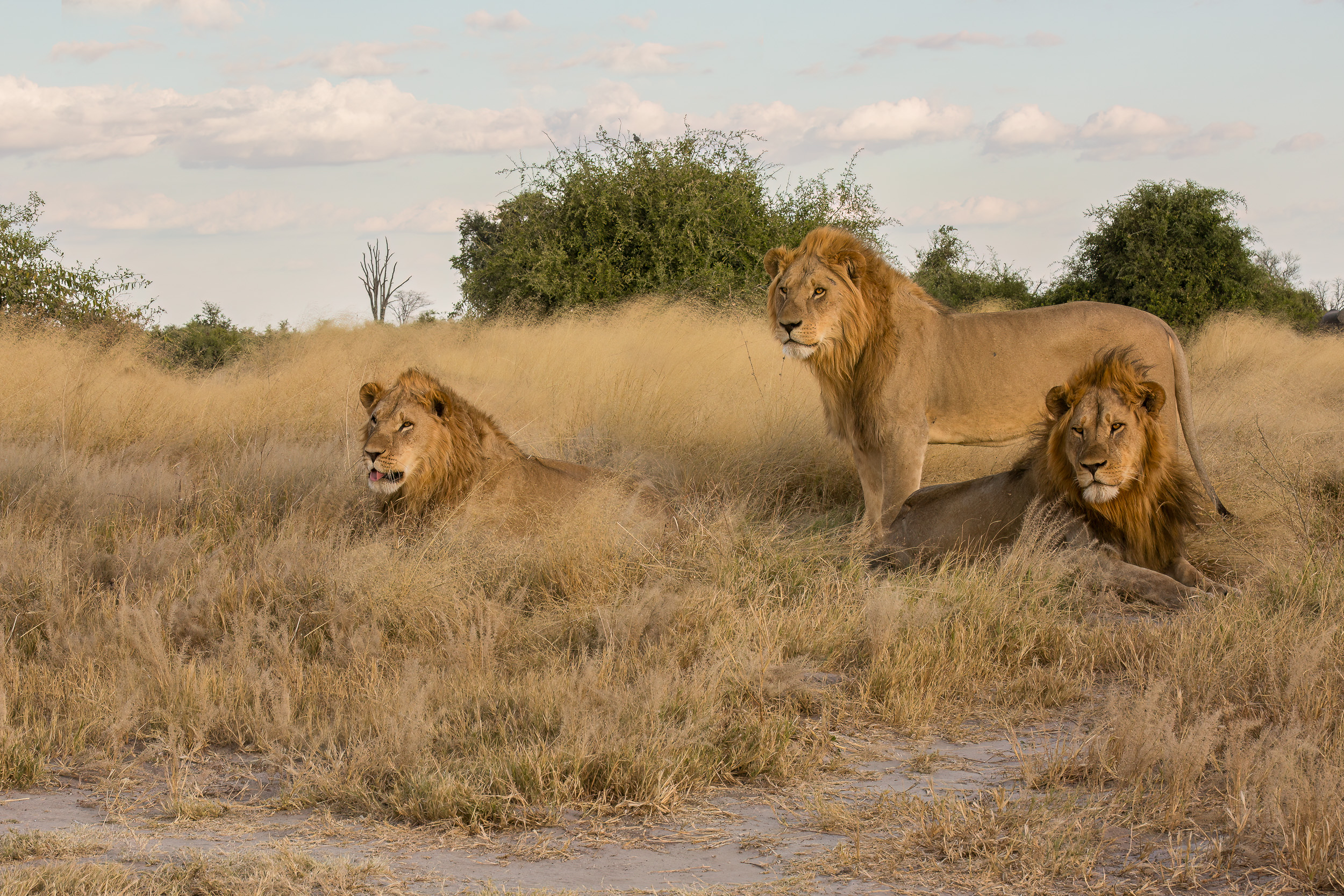 Africa, Chobe National Park, Savuti, Wildlife, botswana