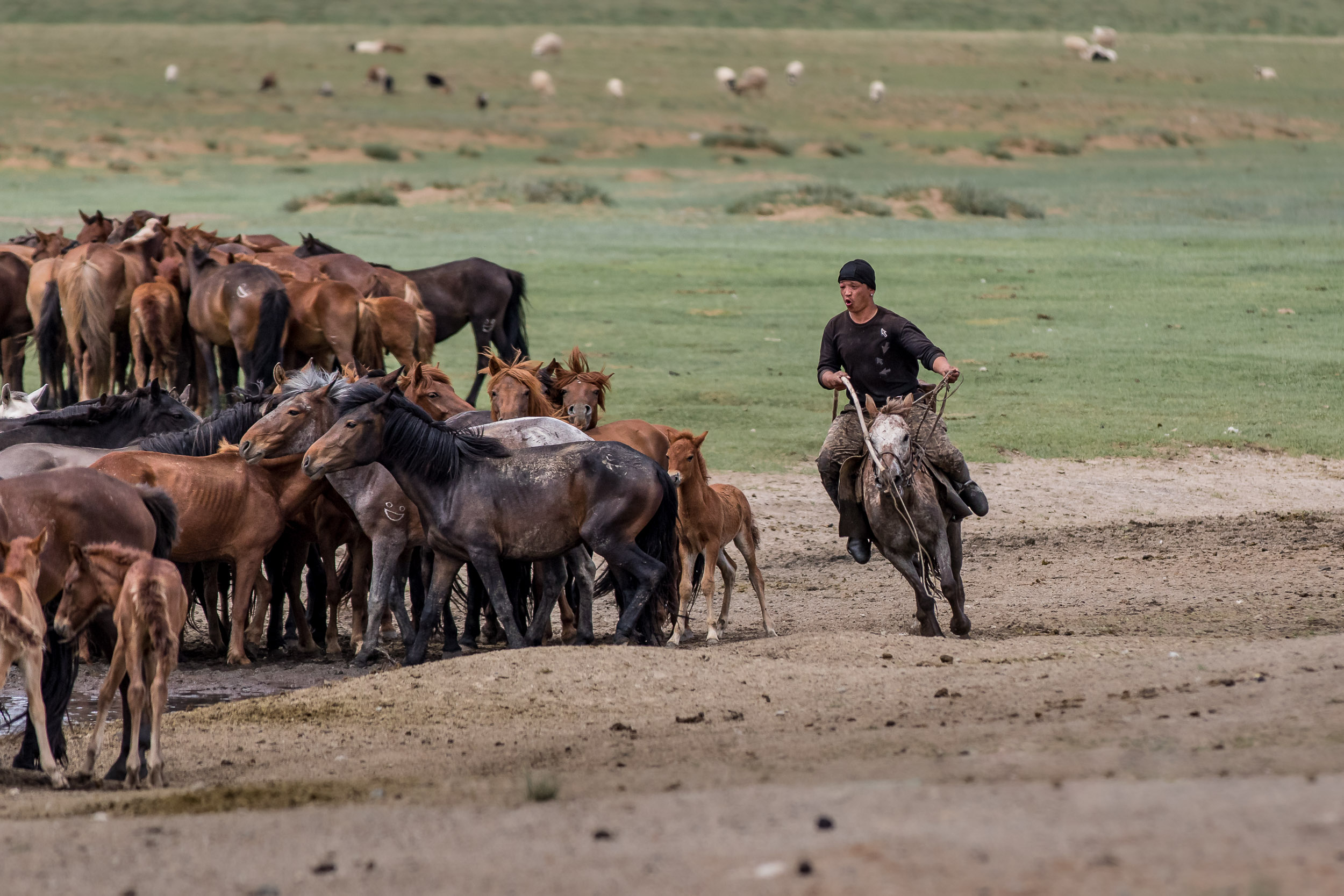 Highlights, Mongolia, road side