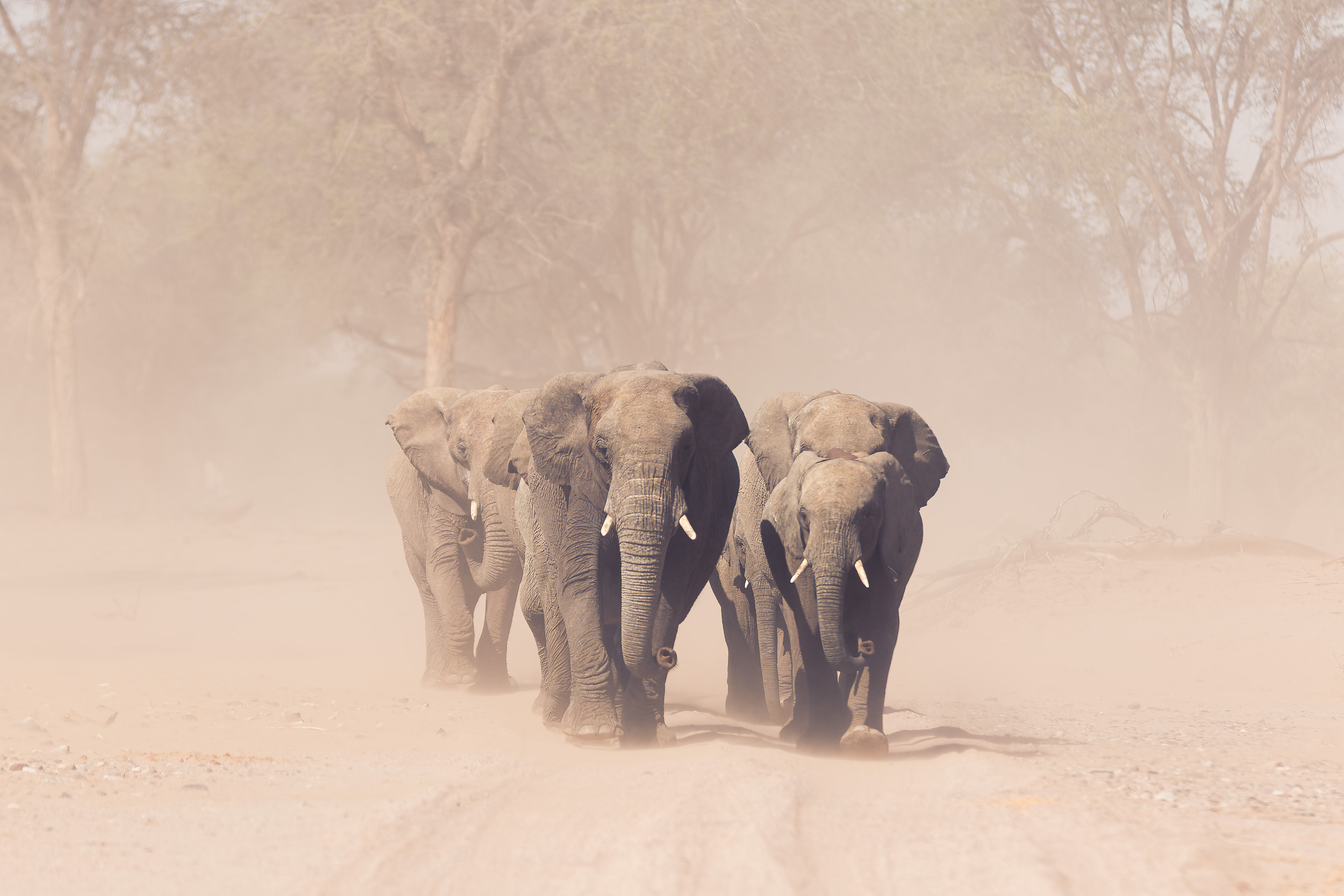 Huab, Mega, Namibia