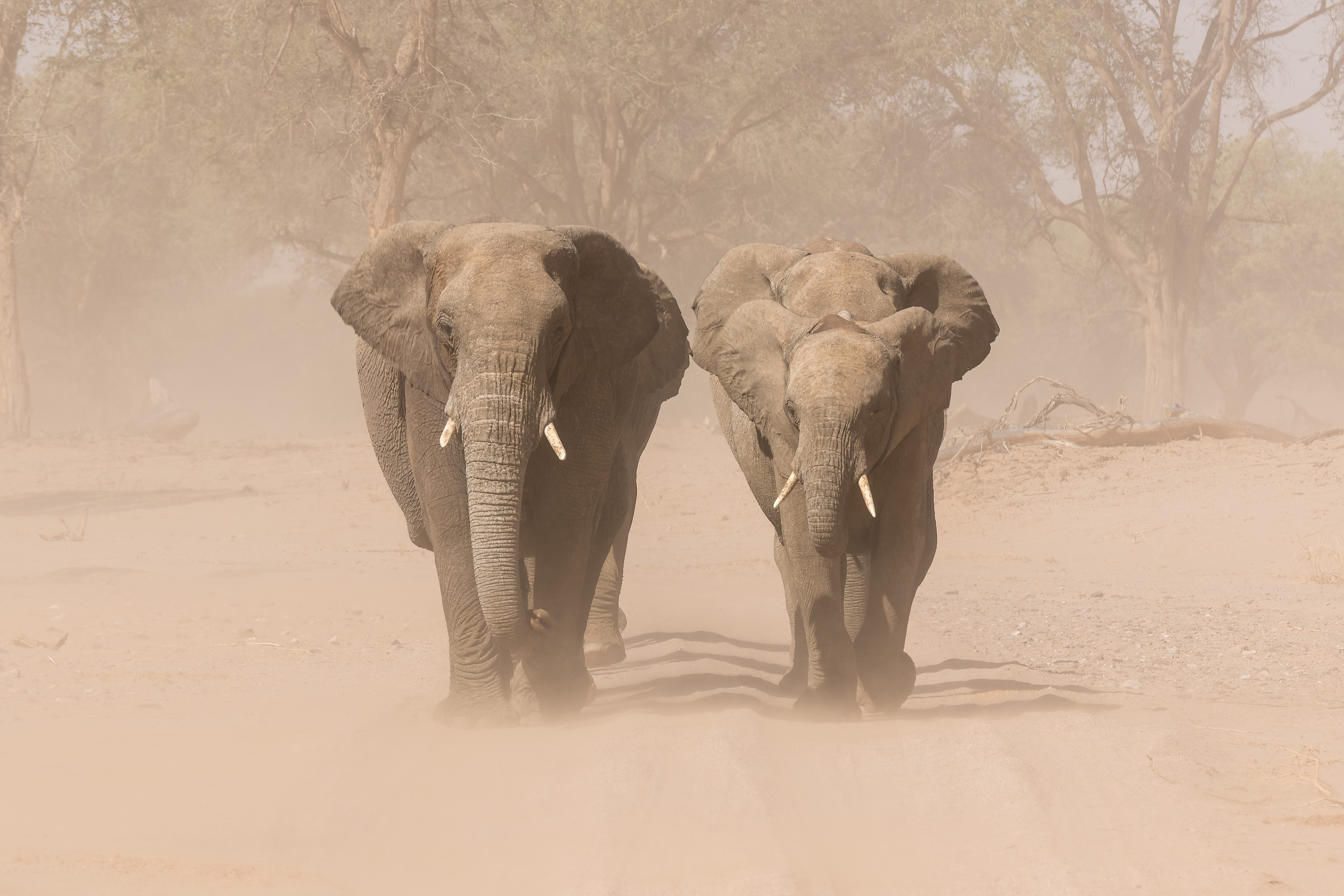 Huab, Mega, Namibia