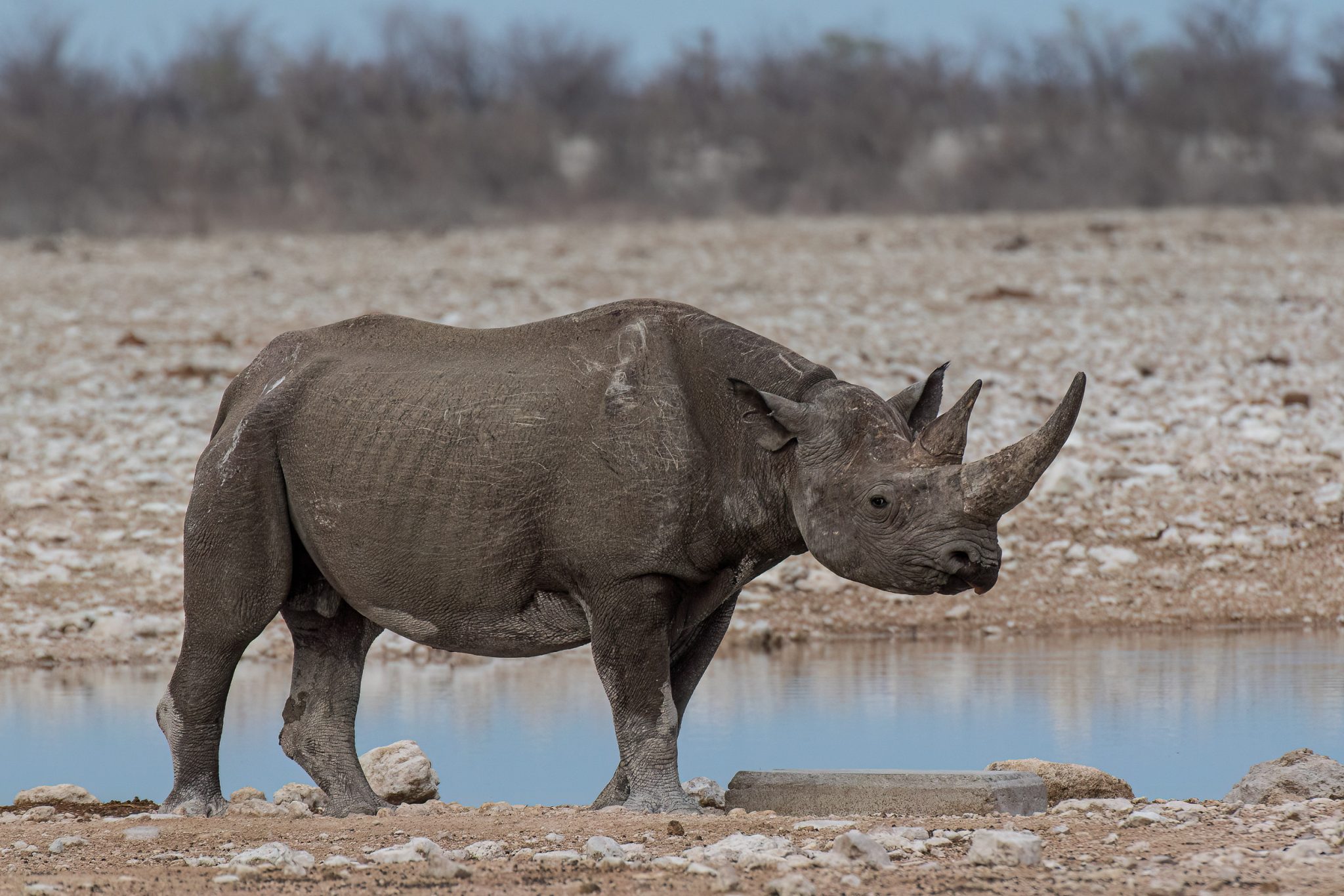 Black rhino waterhole etosha namibia