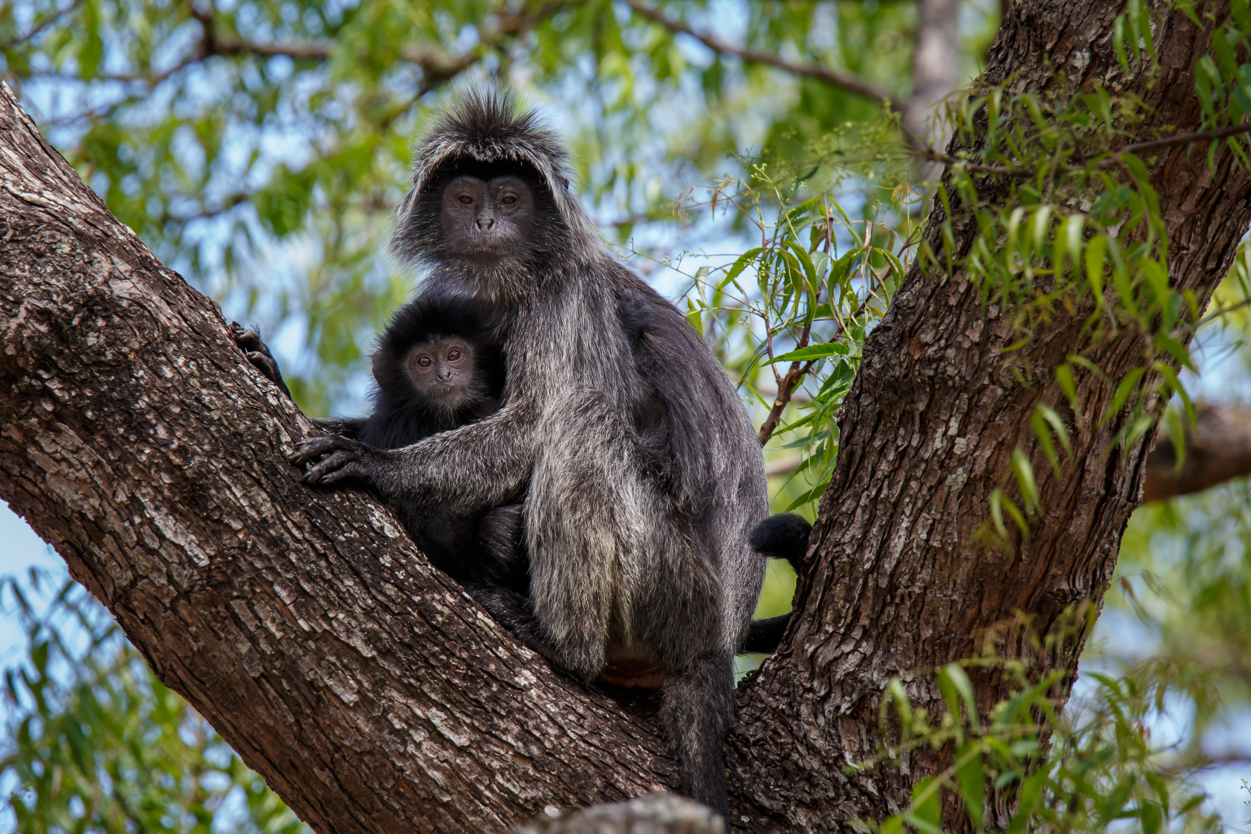 Baluran, Baluran National Park, East Java, Indonesia, Java, Nature