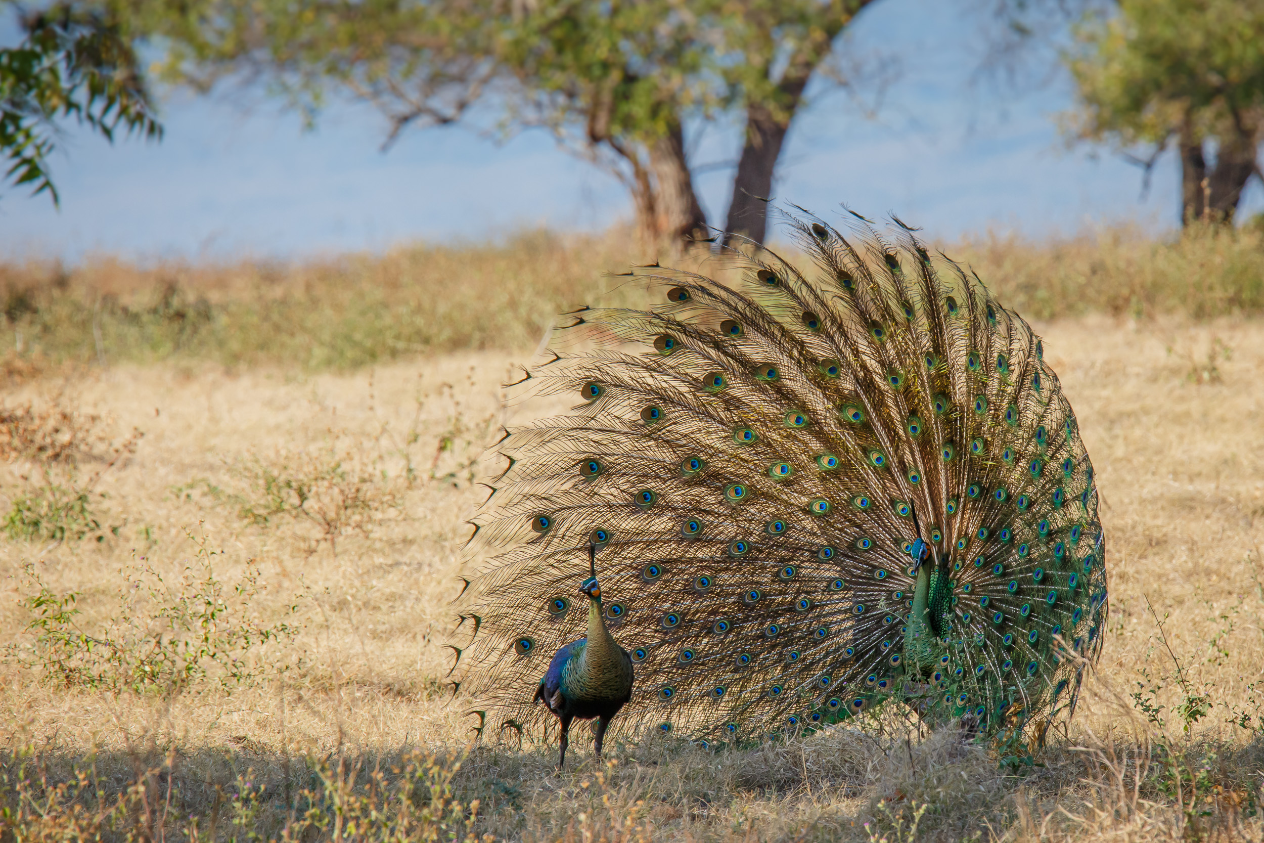 Baluran, Baluran National Park, East Java, Indonesia, Java, Nature