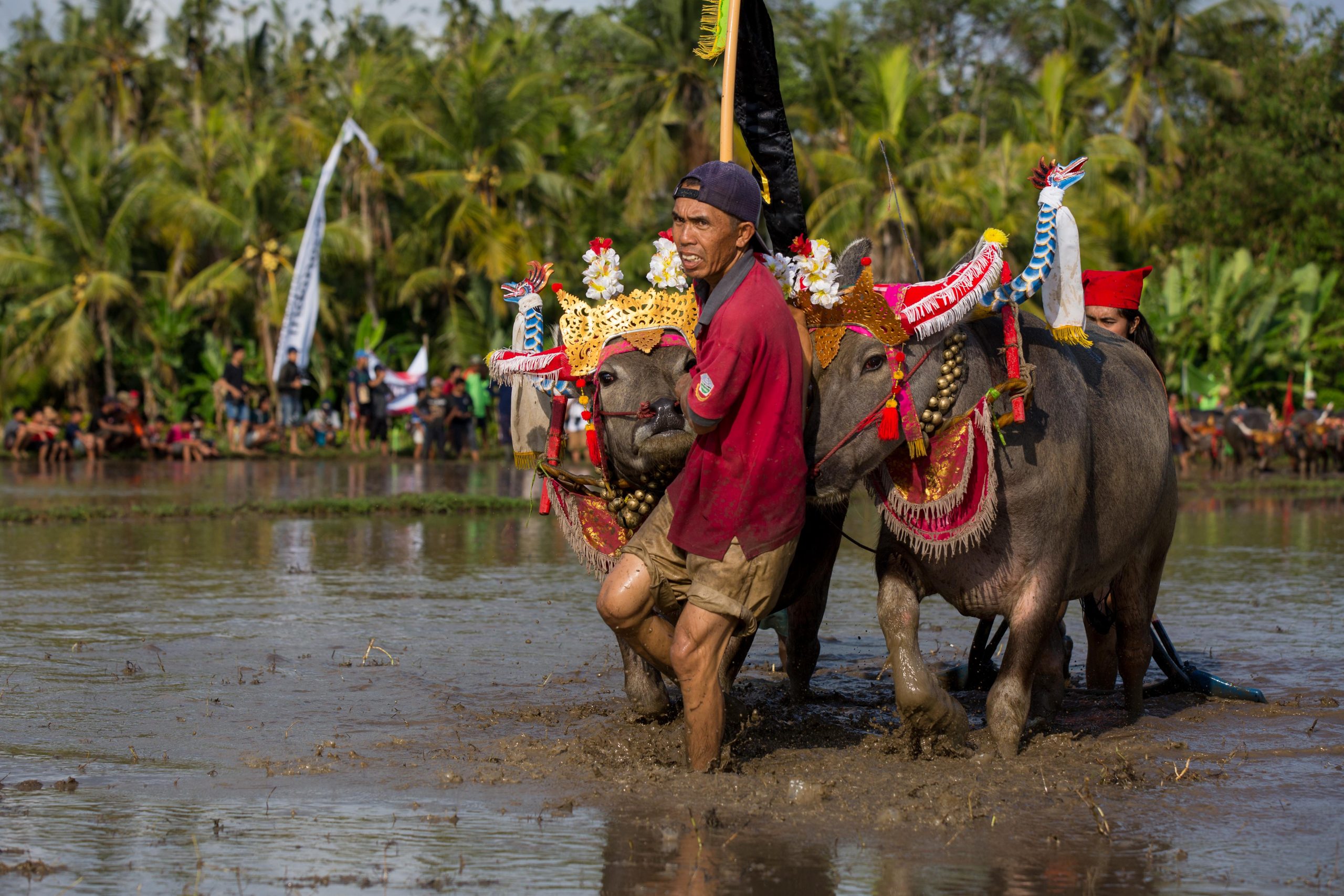 A farmer preparing buffalo team Makepung Lampit Jembrana Bali