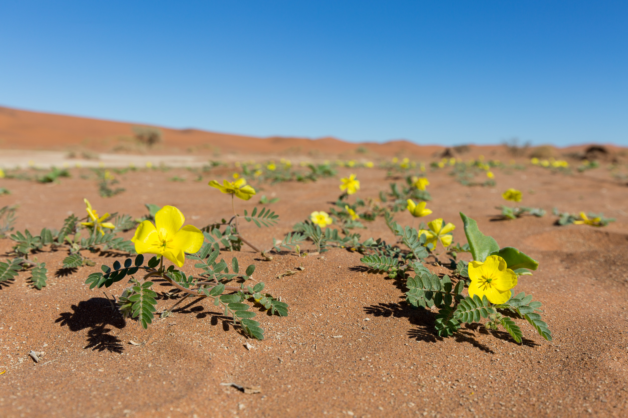 Africa, Namibia, Sossusvlei