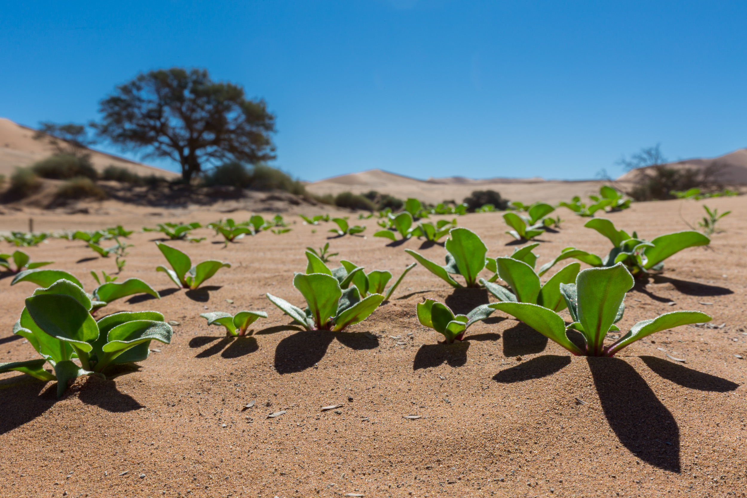 Africa, Namibia, Sossusvlei