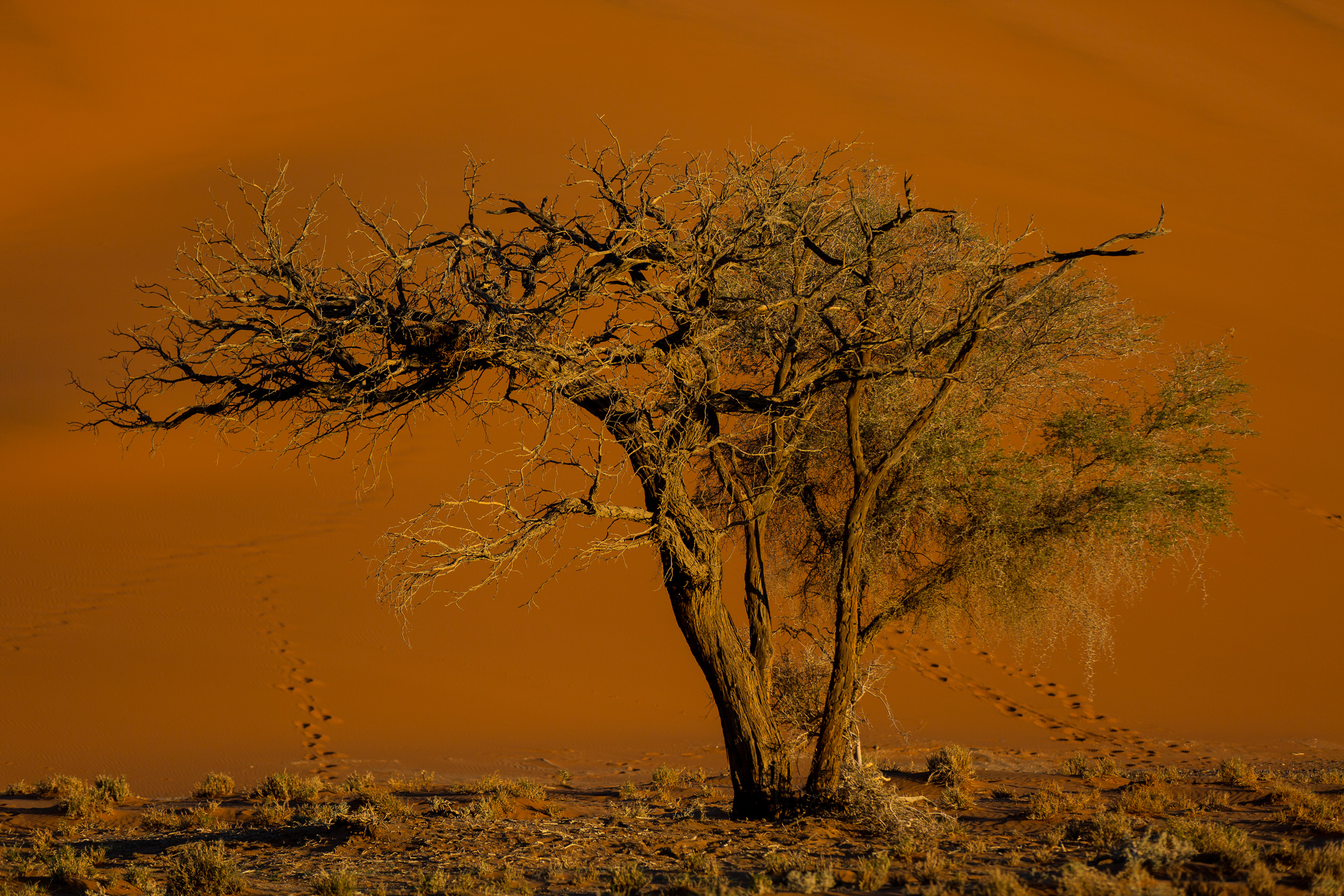 Africa, Namibia, Sossusvlei