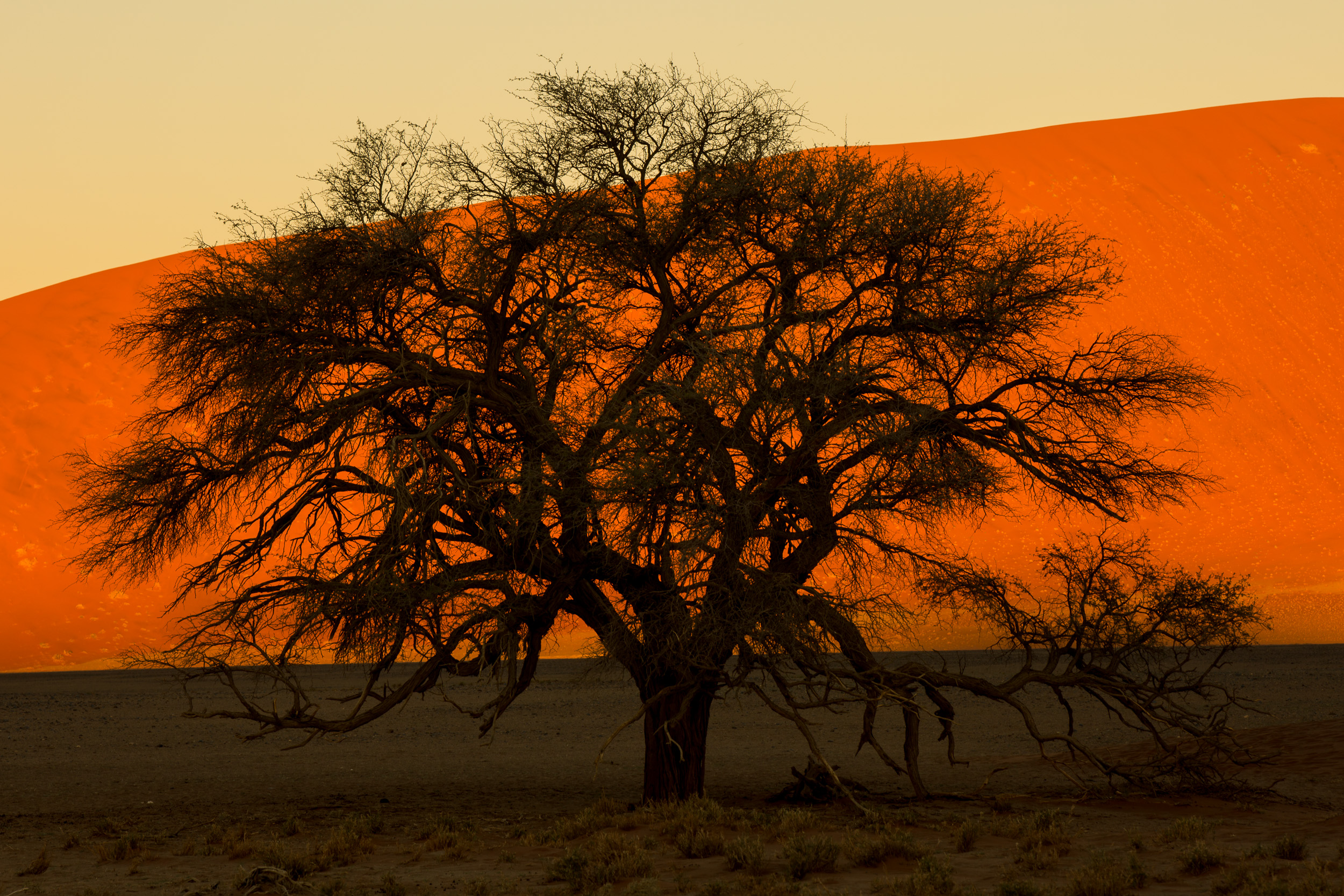 Africa, Namibia, Sossusvlei