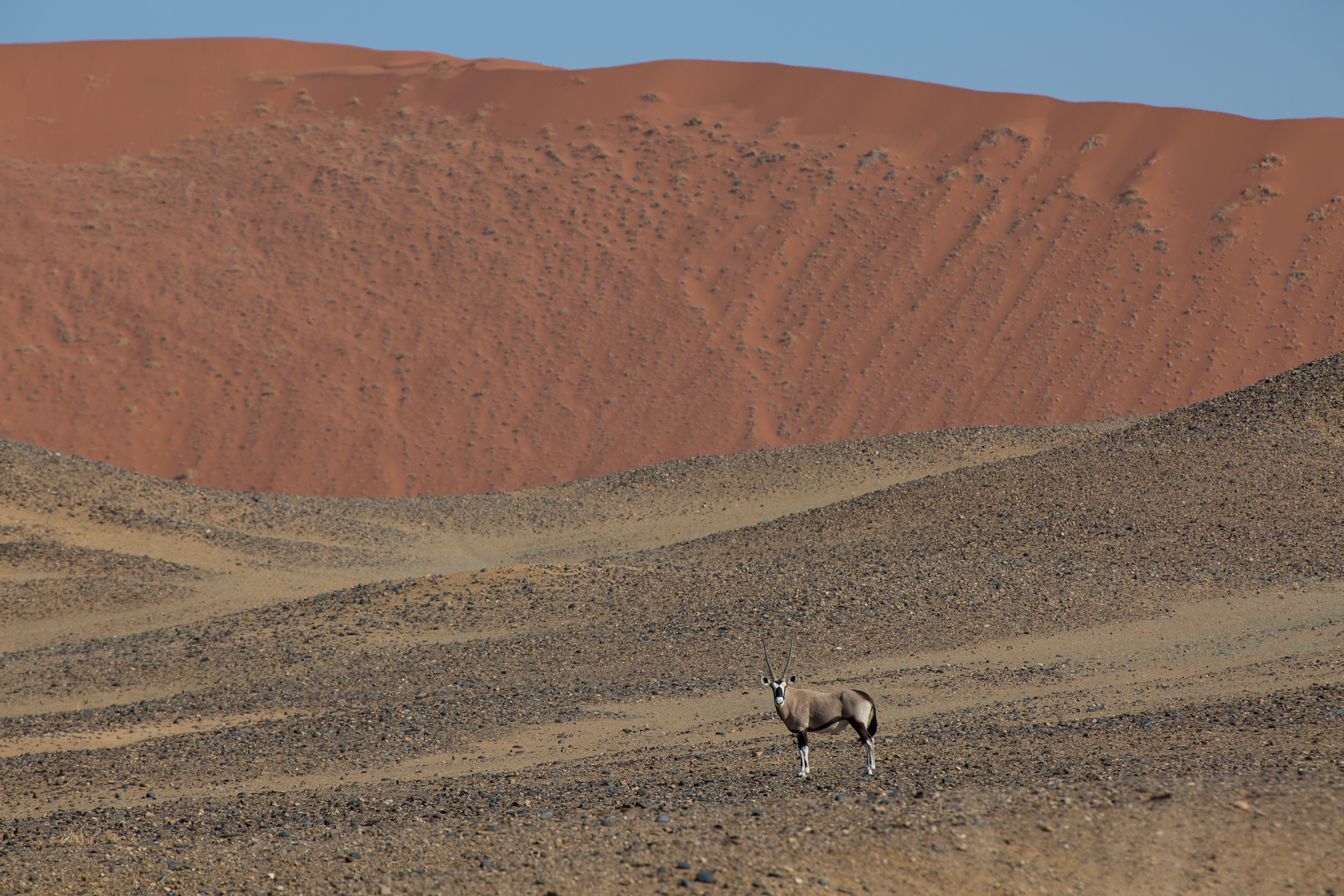 Africa, Namibia, Sossusvlei