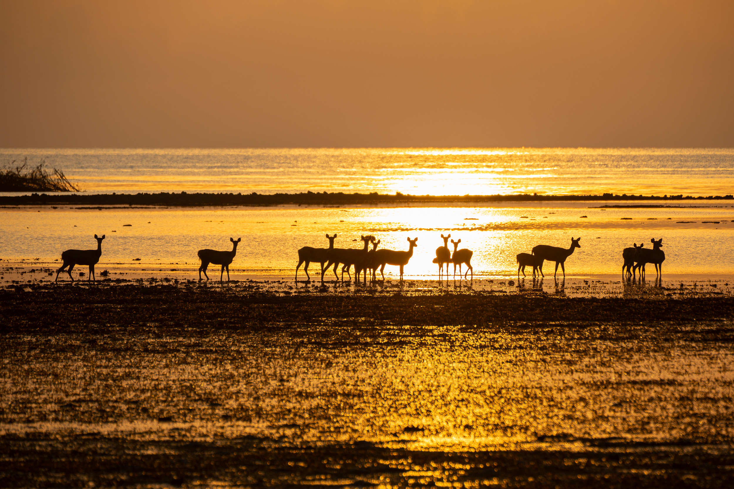 Baluran, Baluran National Park, Indonesia, Java, Nature