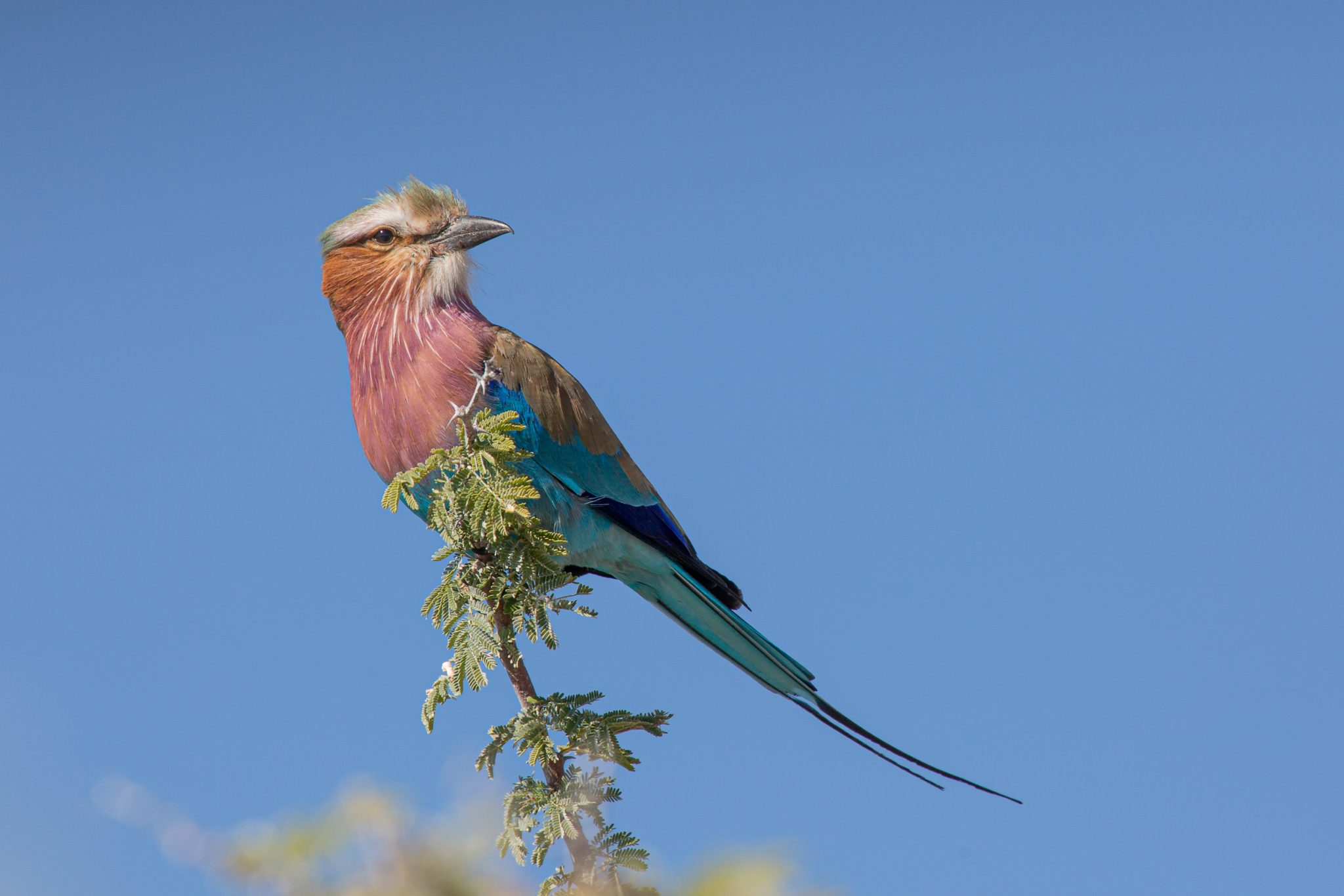 Africa, Etosha, Namibia
