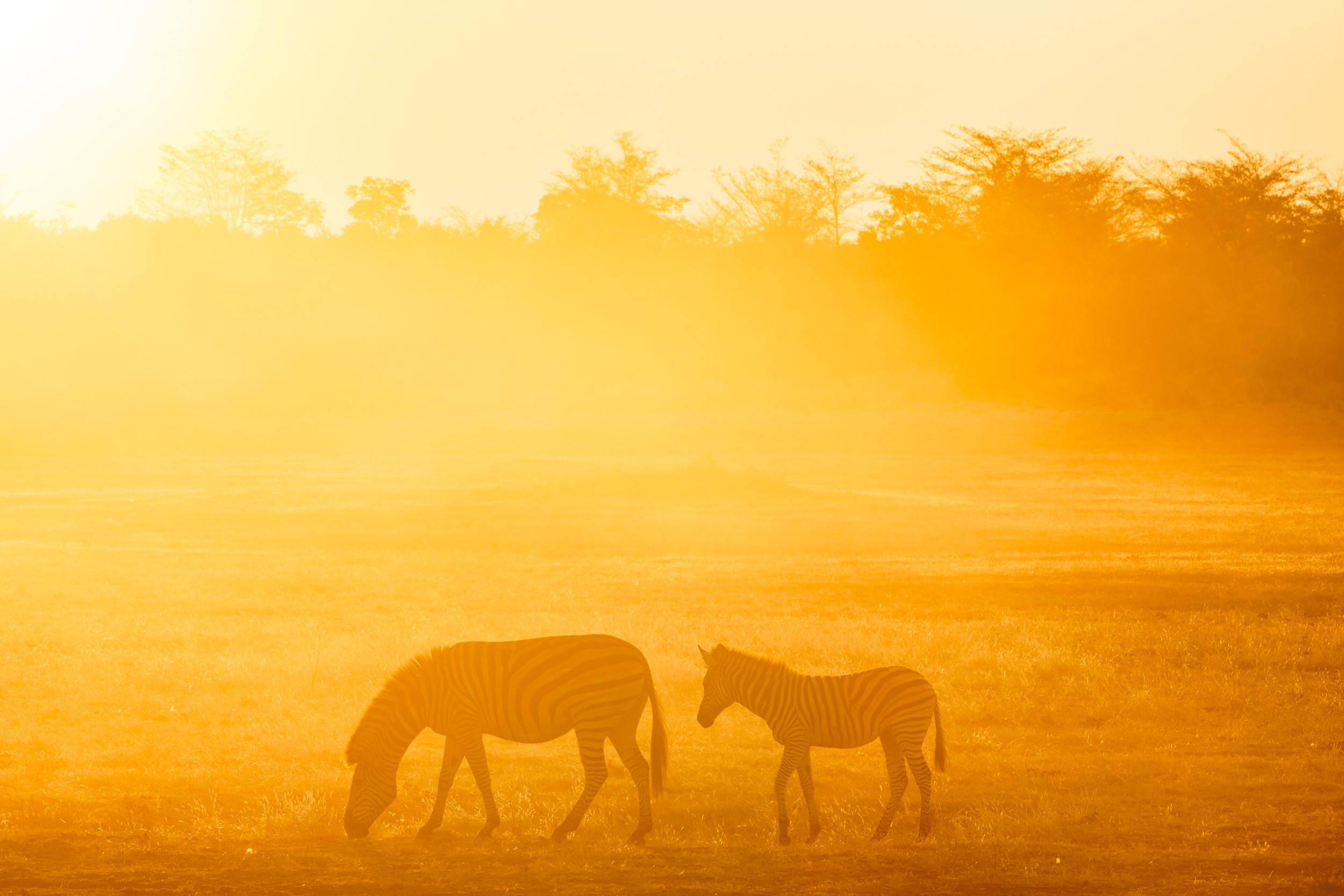 Africa, Mahango Game Reserve, Namibia