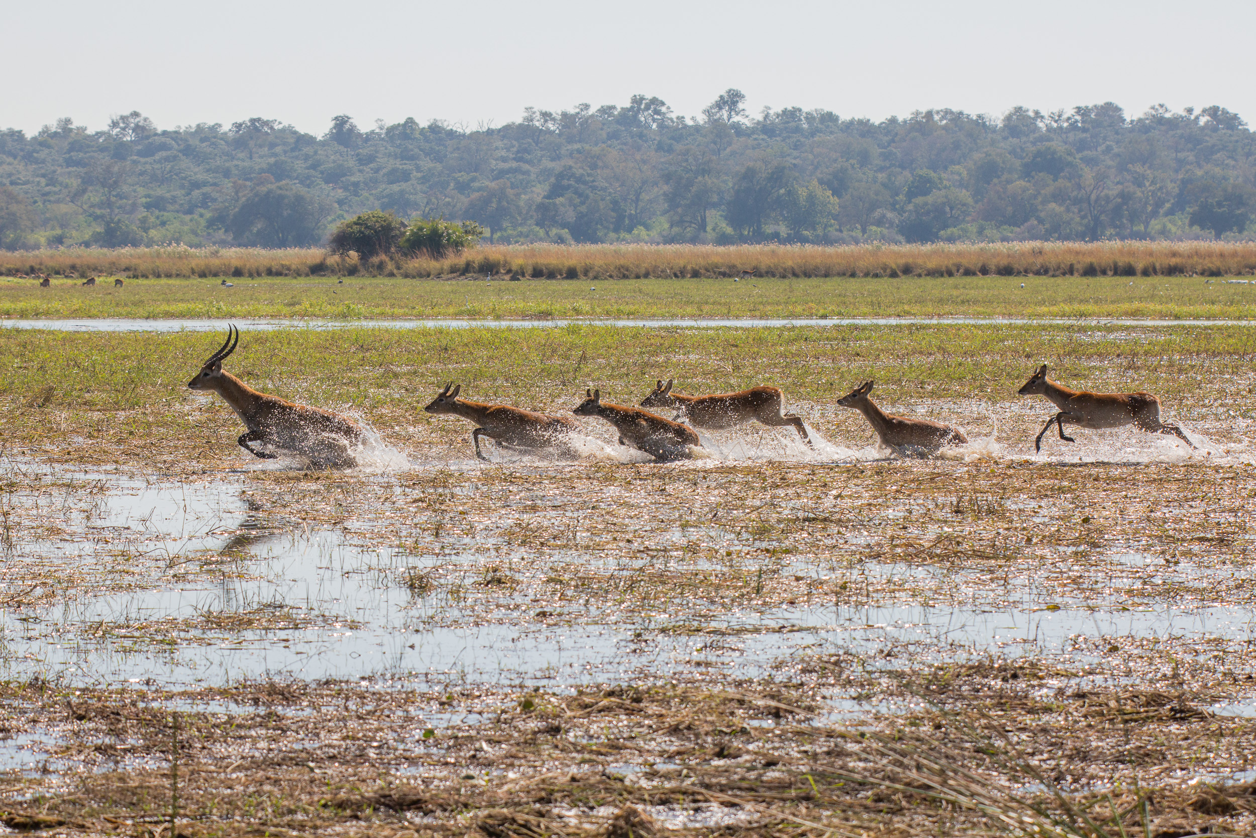 Africa, Mahango Game Reserve, Namibia