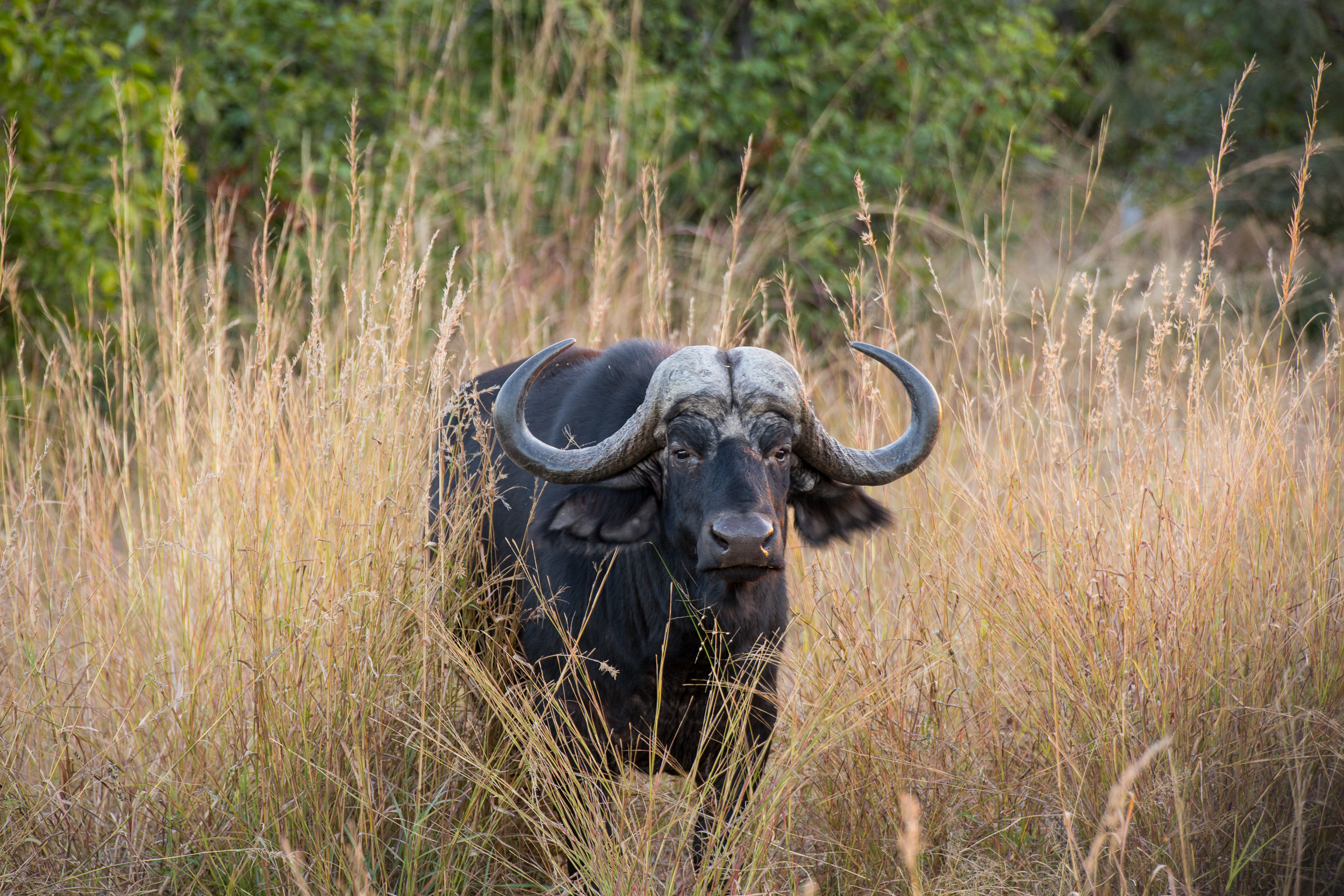Africa, Mudumu National Park, Namibia