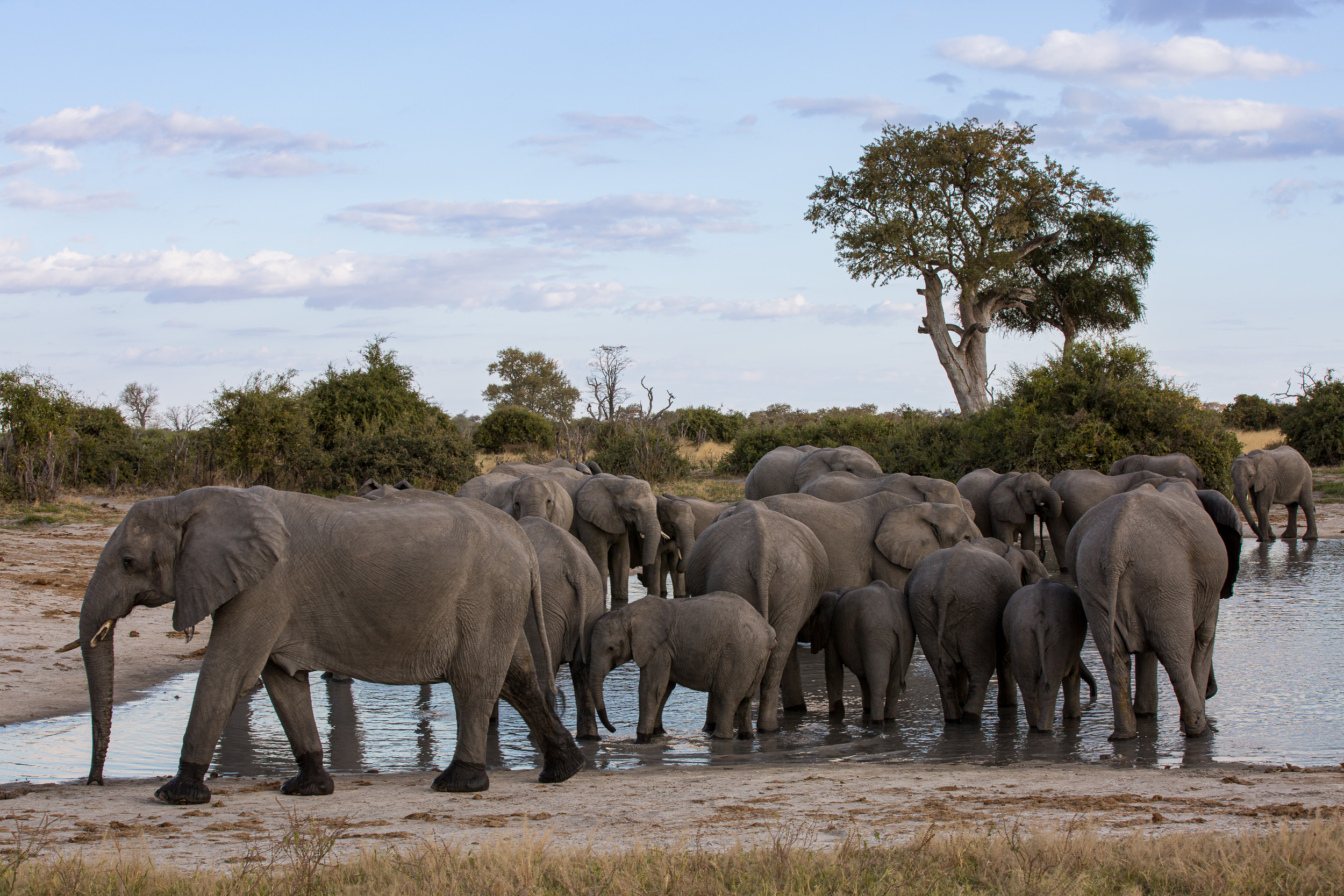 Africa, Chobe National Park, Savuti, botswana