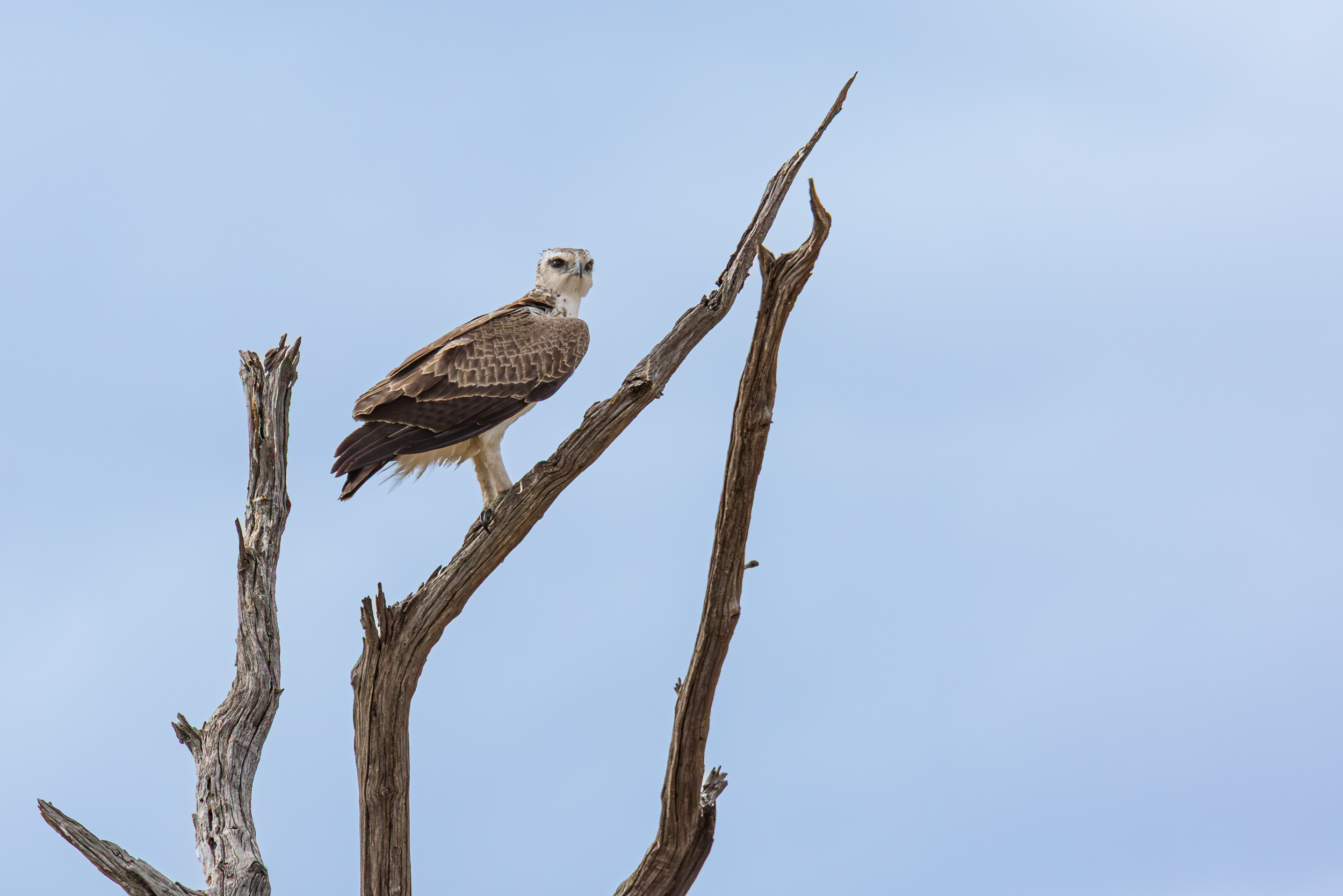 Africa, Chobe National Park, Savuti, Wildlife, botswana