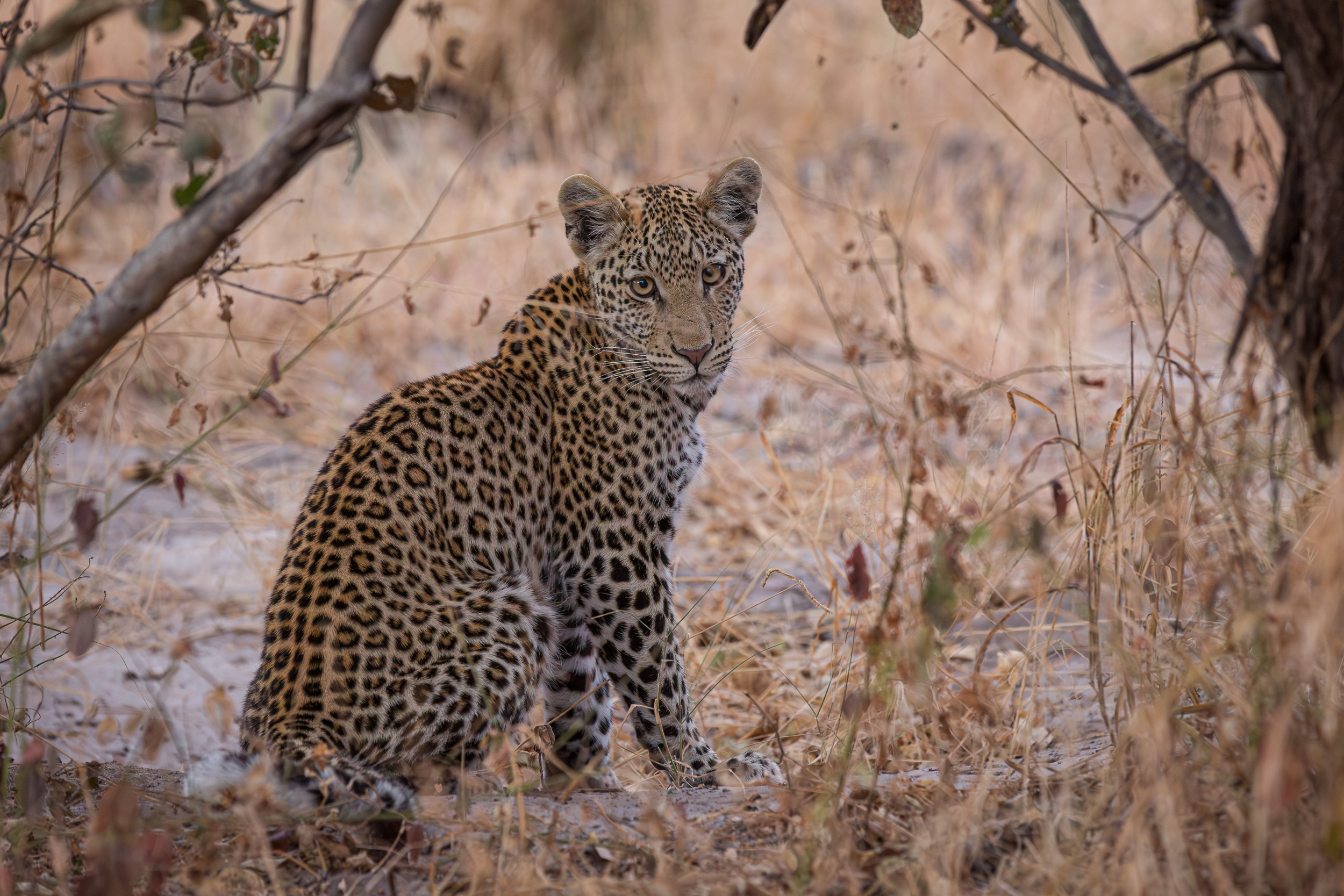Africa, Chobe National Park, Savuti, Wildlife, botswana
