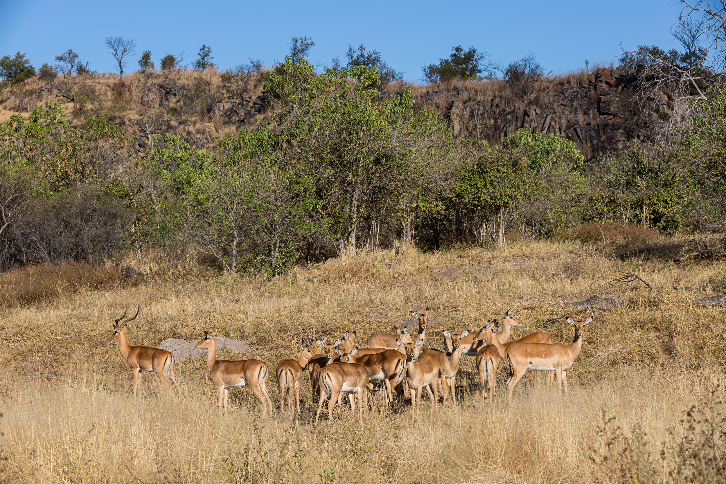 Africa, Chobe National Park, Savuti, botswana