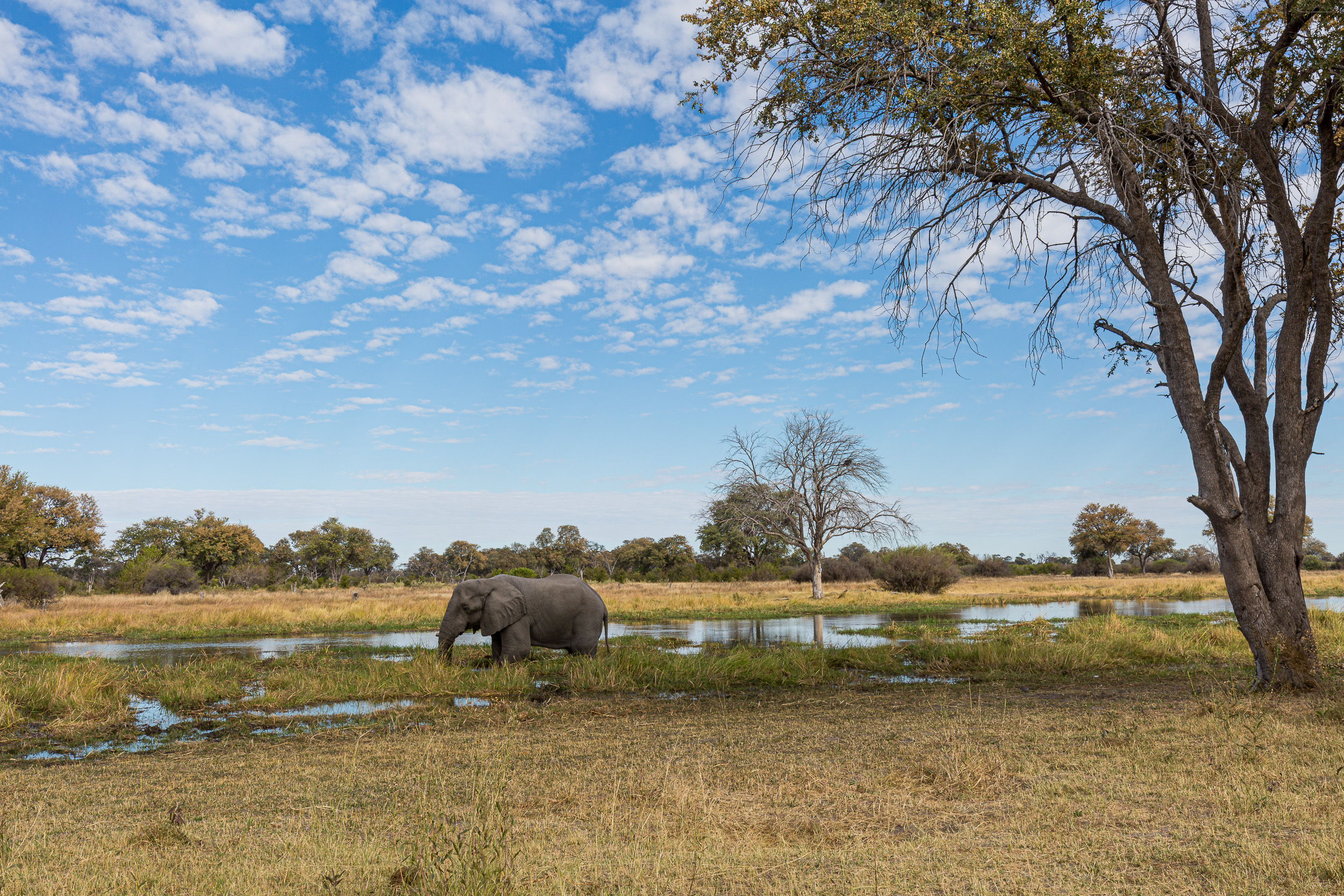 Africa, Khwai, botswana