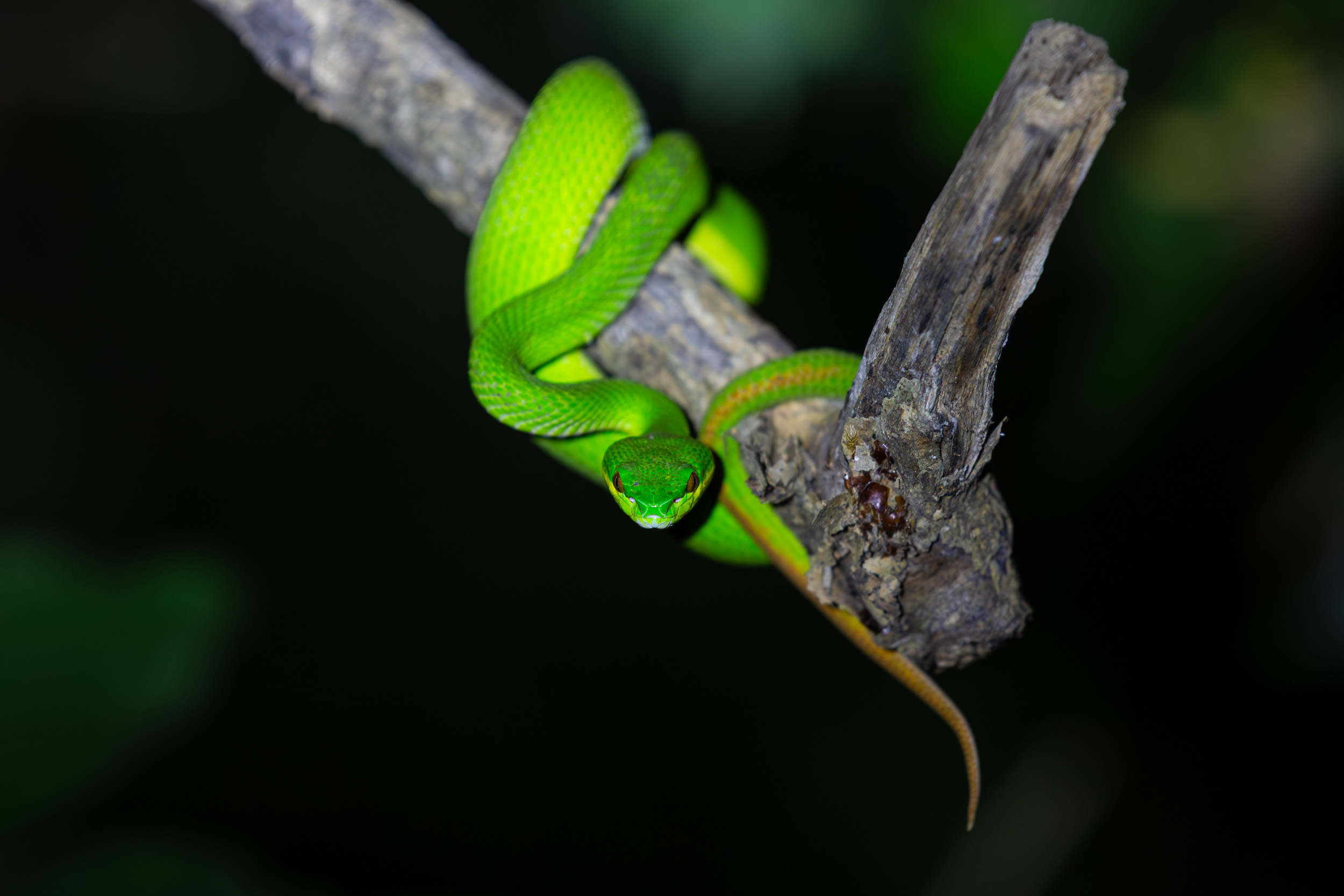 Baluran, Indonesia, Java, Nature