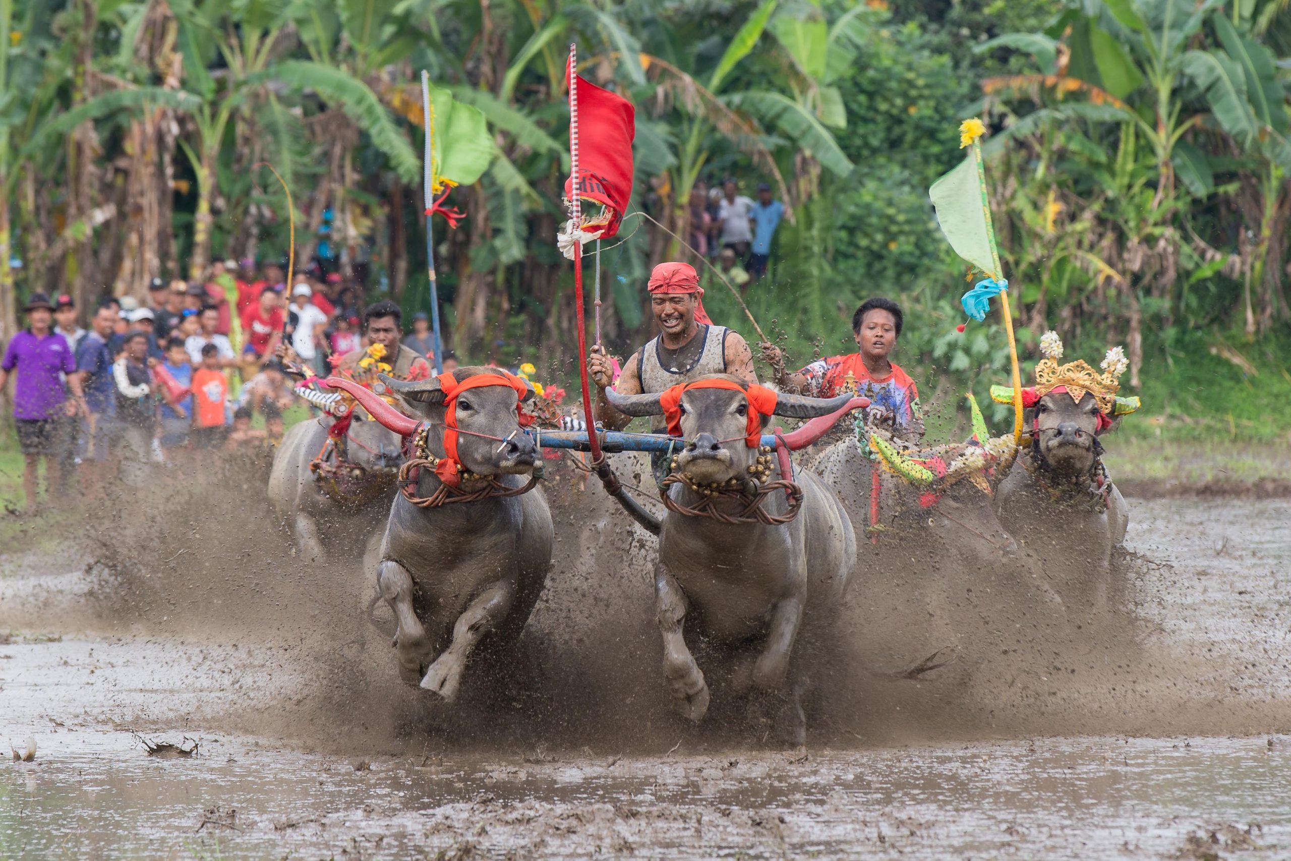 Makepung Lampit traditional buffalo race in flooded rice fields Jembrana West Bali