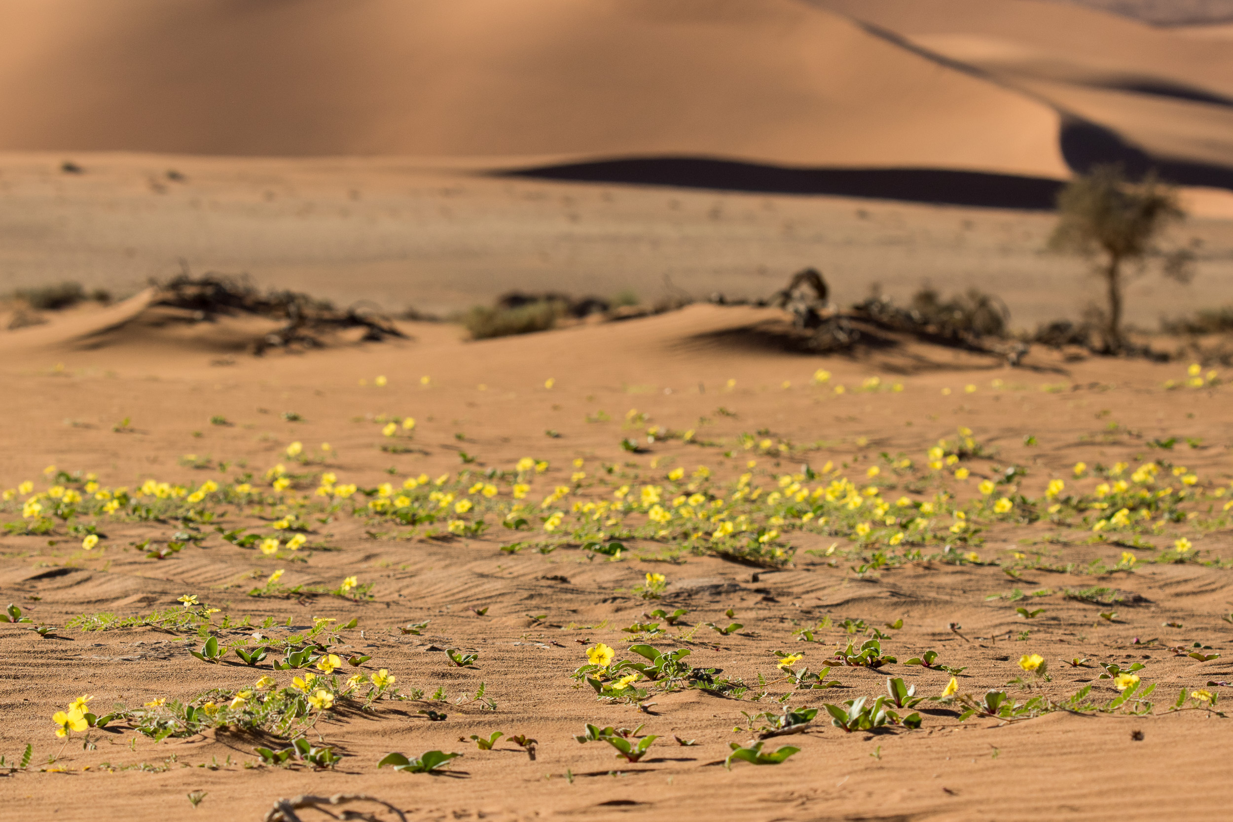 Africa, Namibia, Sossusvlei
