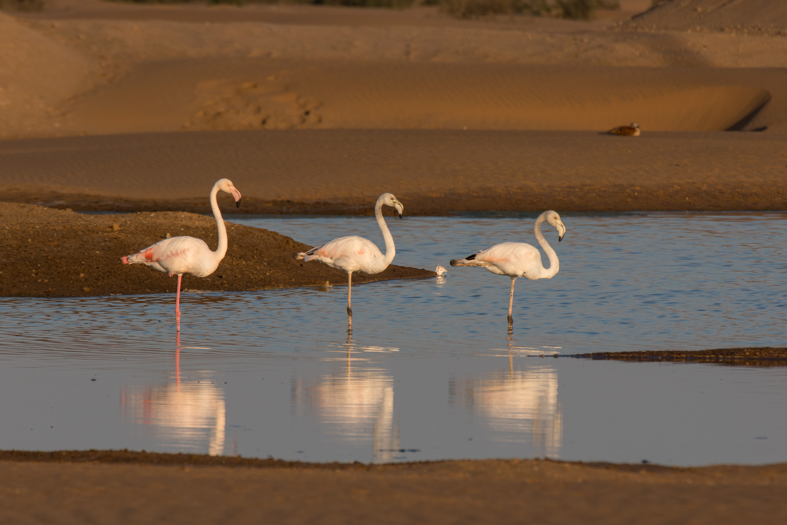 Africa, Namibia, Walvisbay