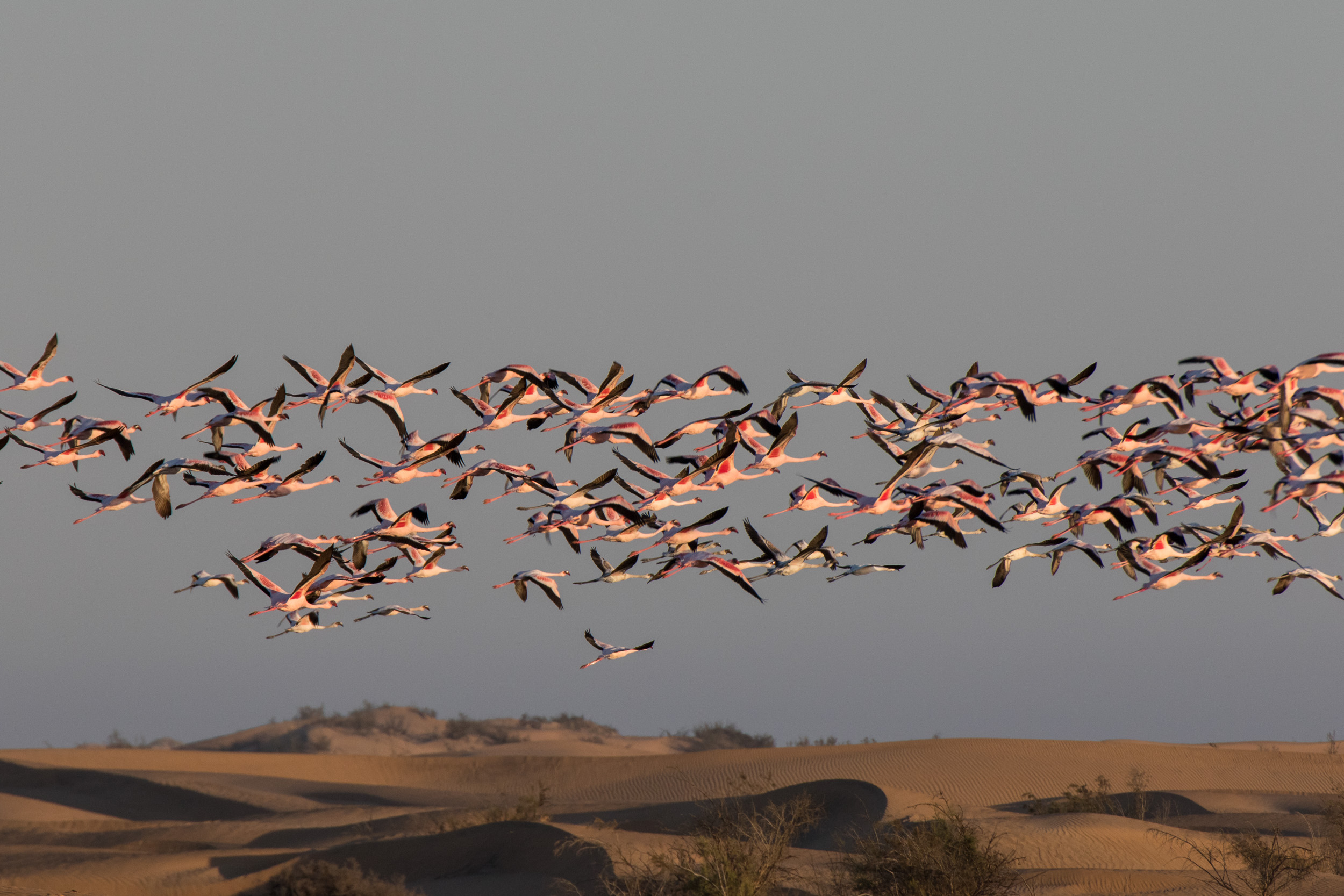 Africa, Namibia, Walvisbay