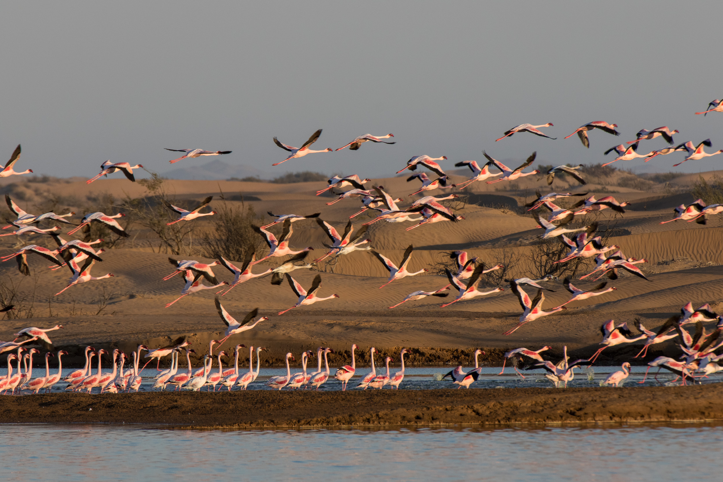 Africa, Namibia, Walvisbay
