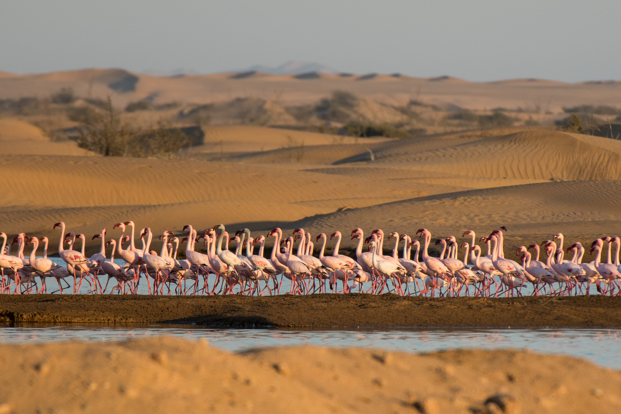 Africa, Namibia, Walvisbay