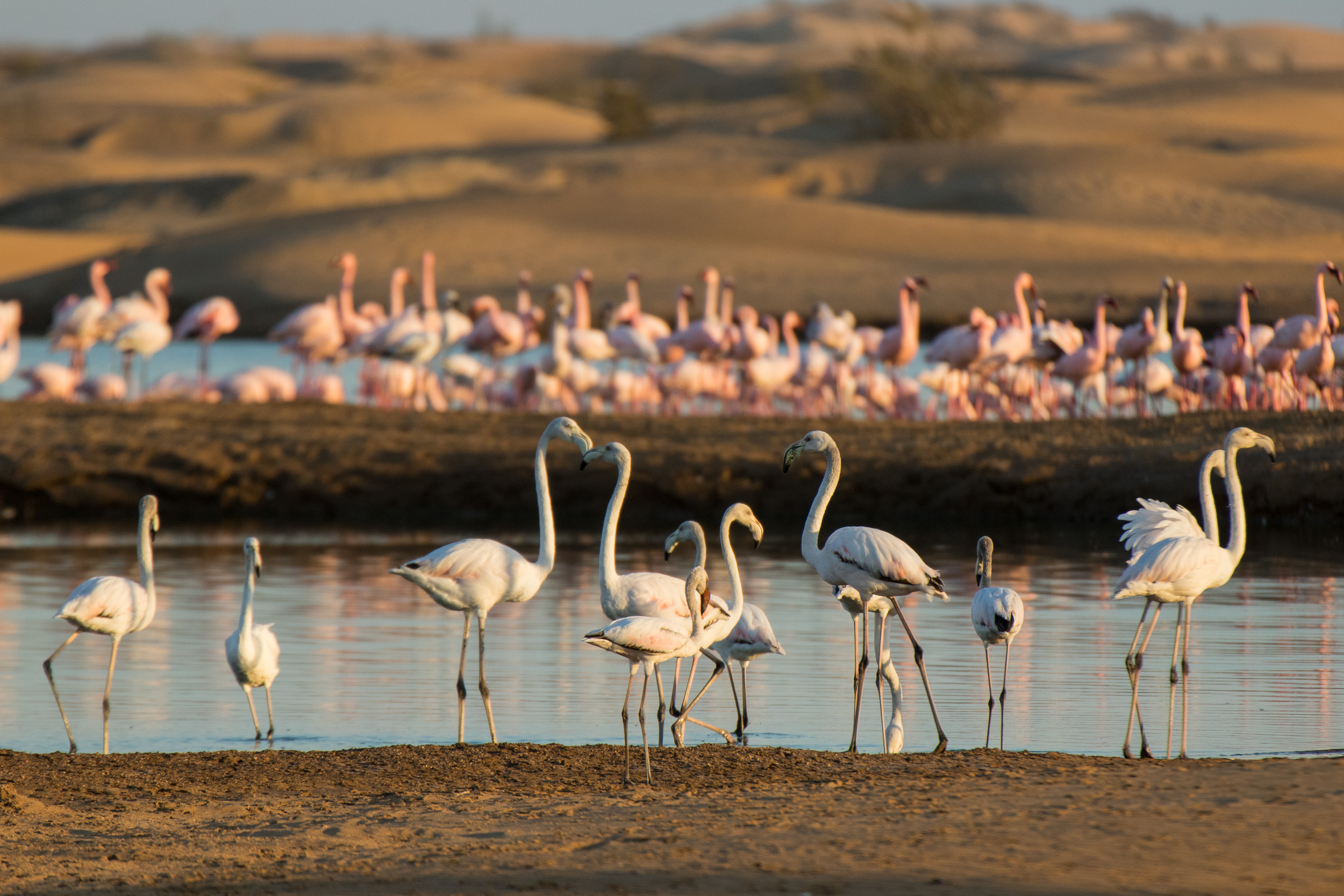 Africa, Namibia, Walvisbay