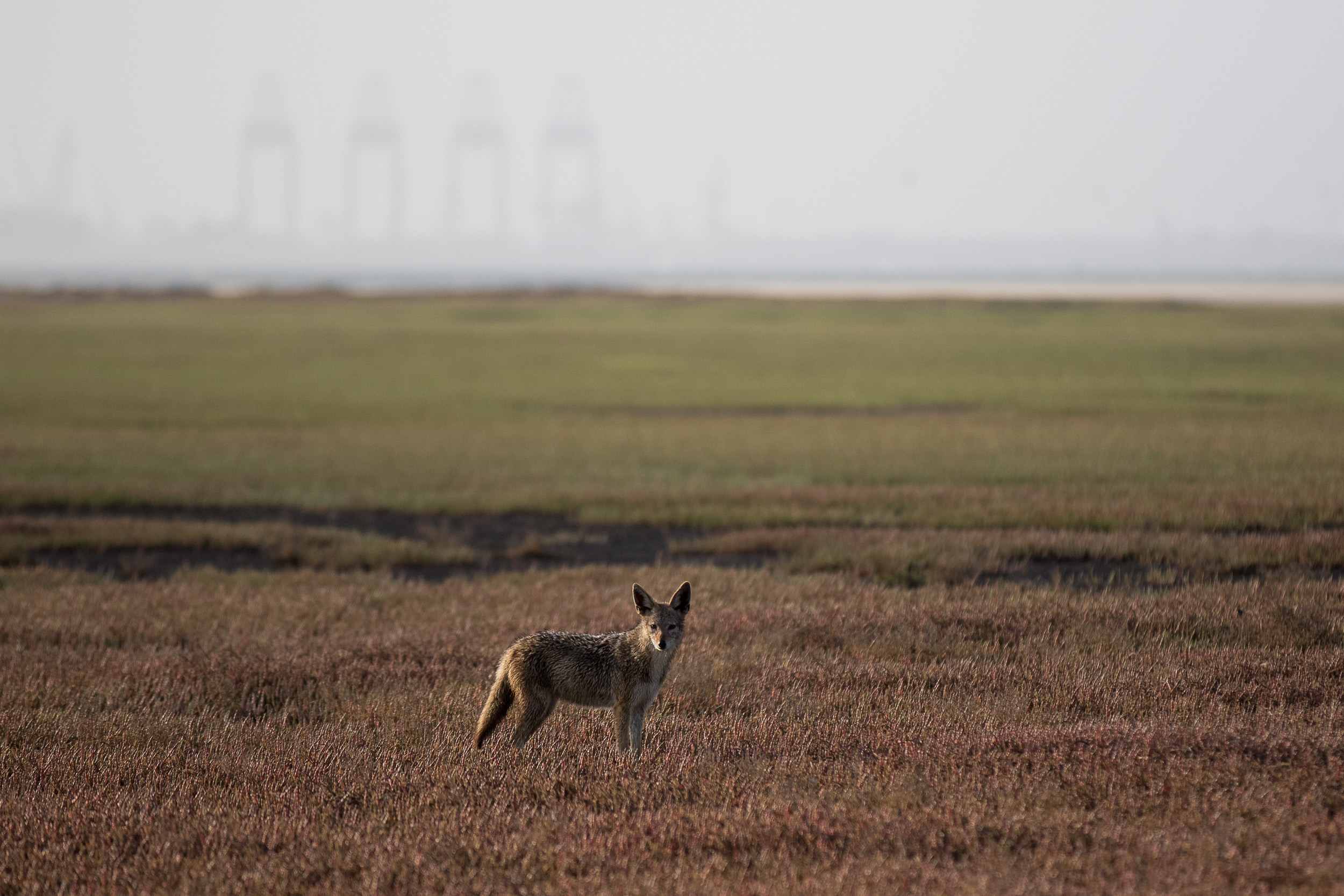 Africa, Namibia, Walvisbay