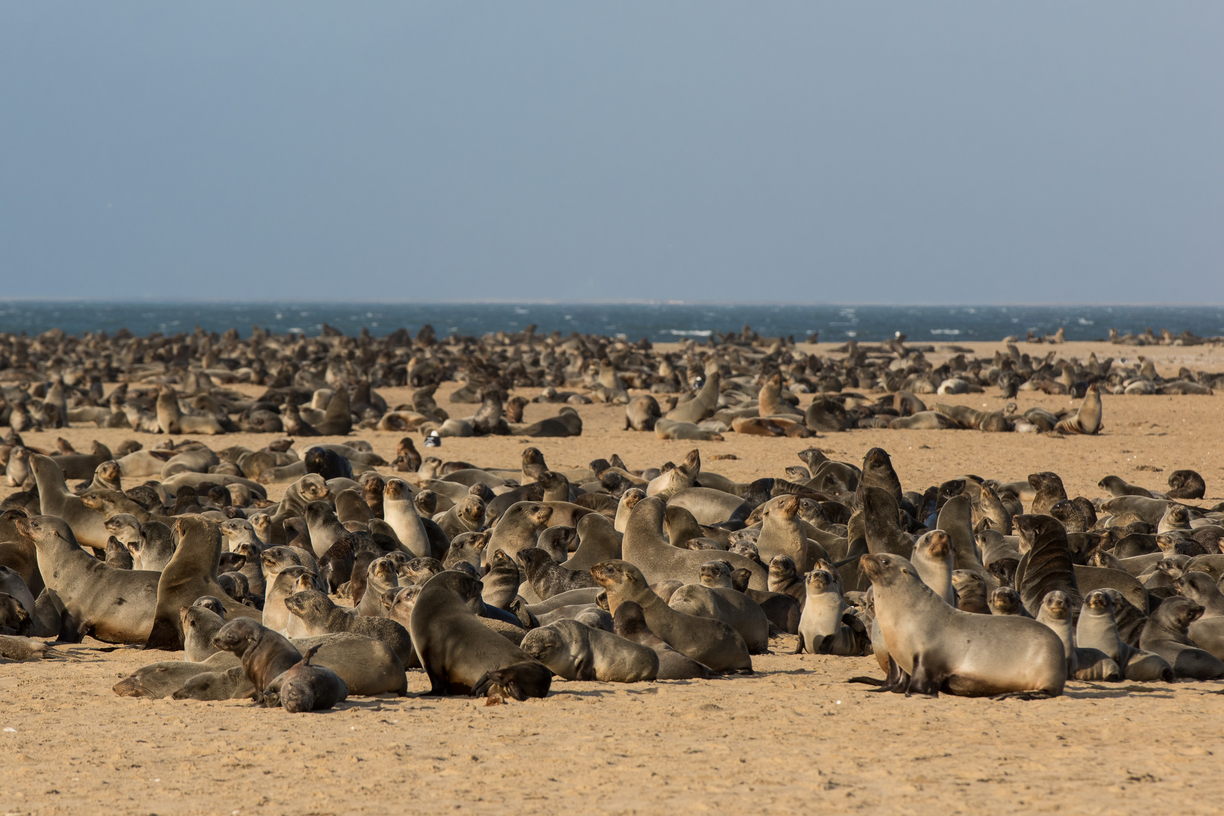 Africa, Namibia, Walvisbay