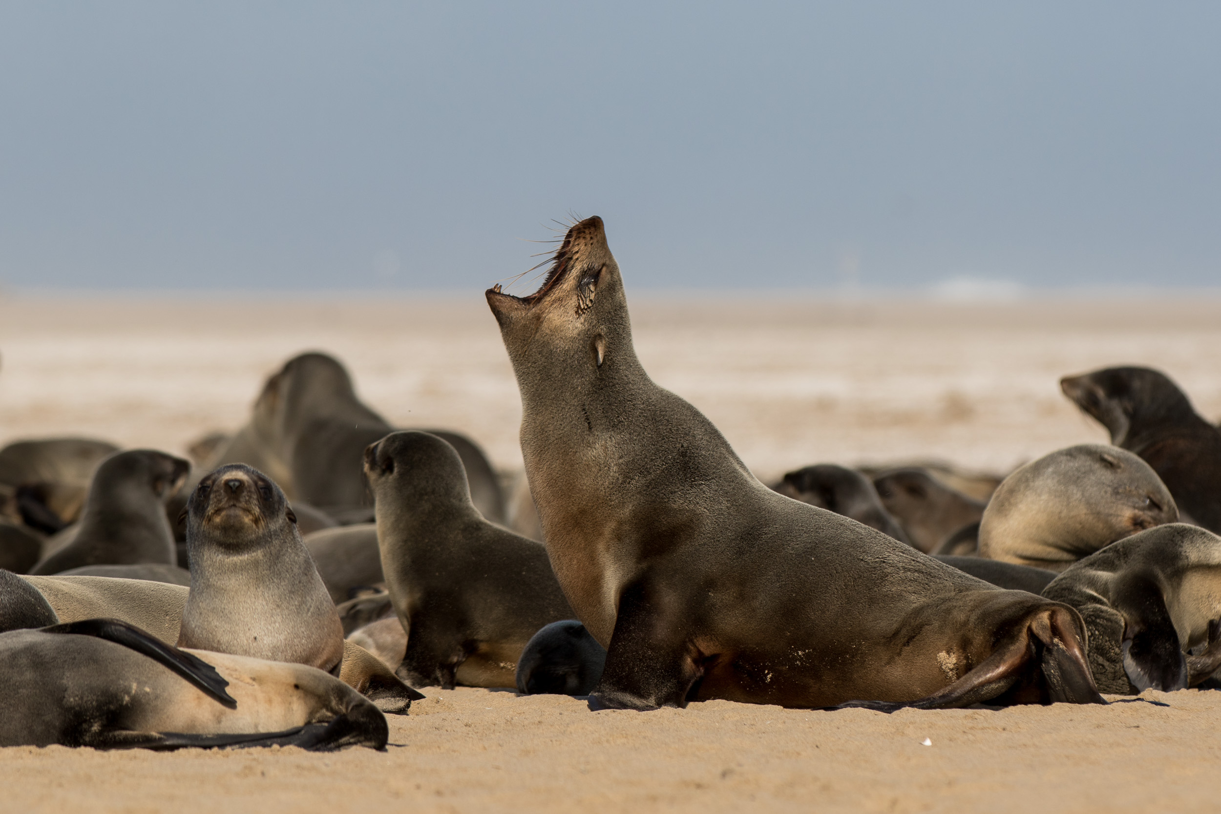 Africa, Namibia, Walvisbay