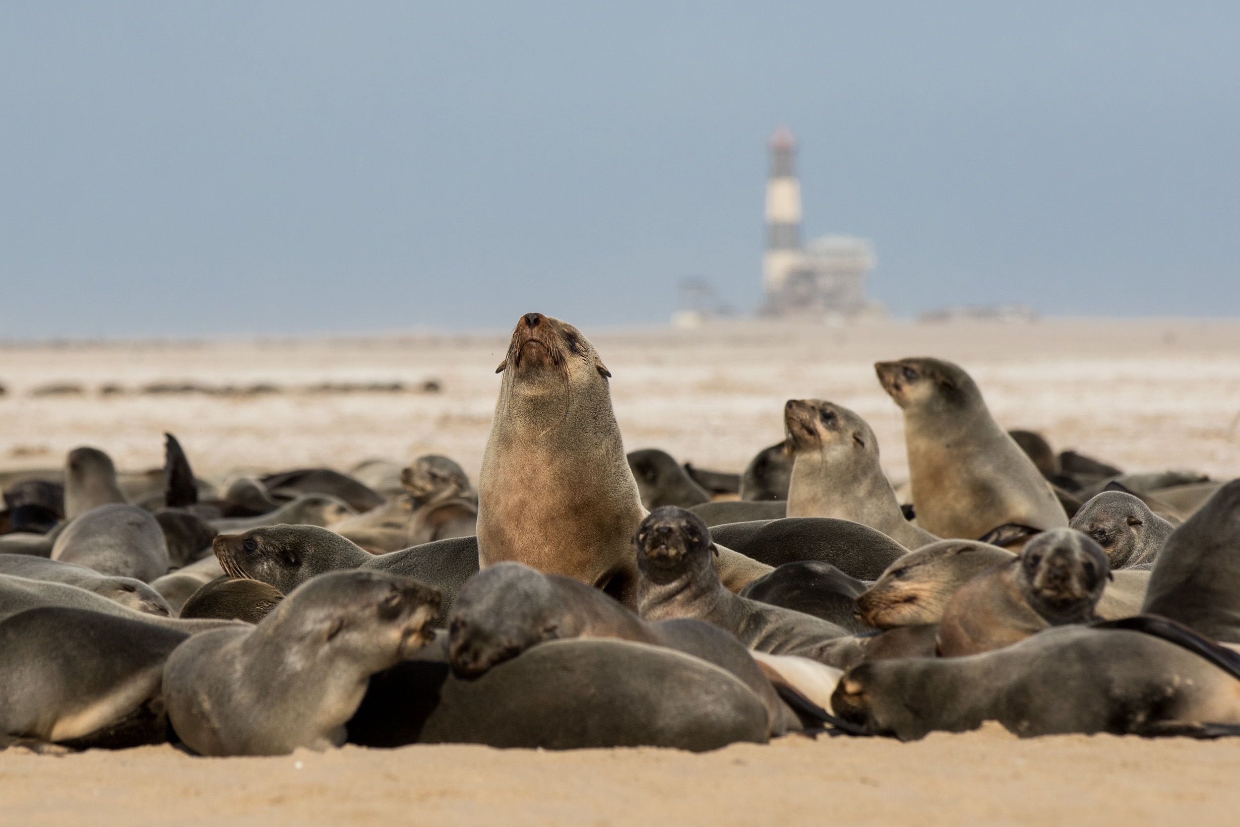 Africa, Namibia, Walvisbay