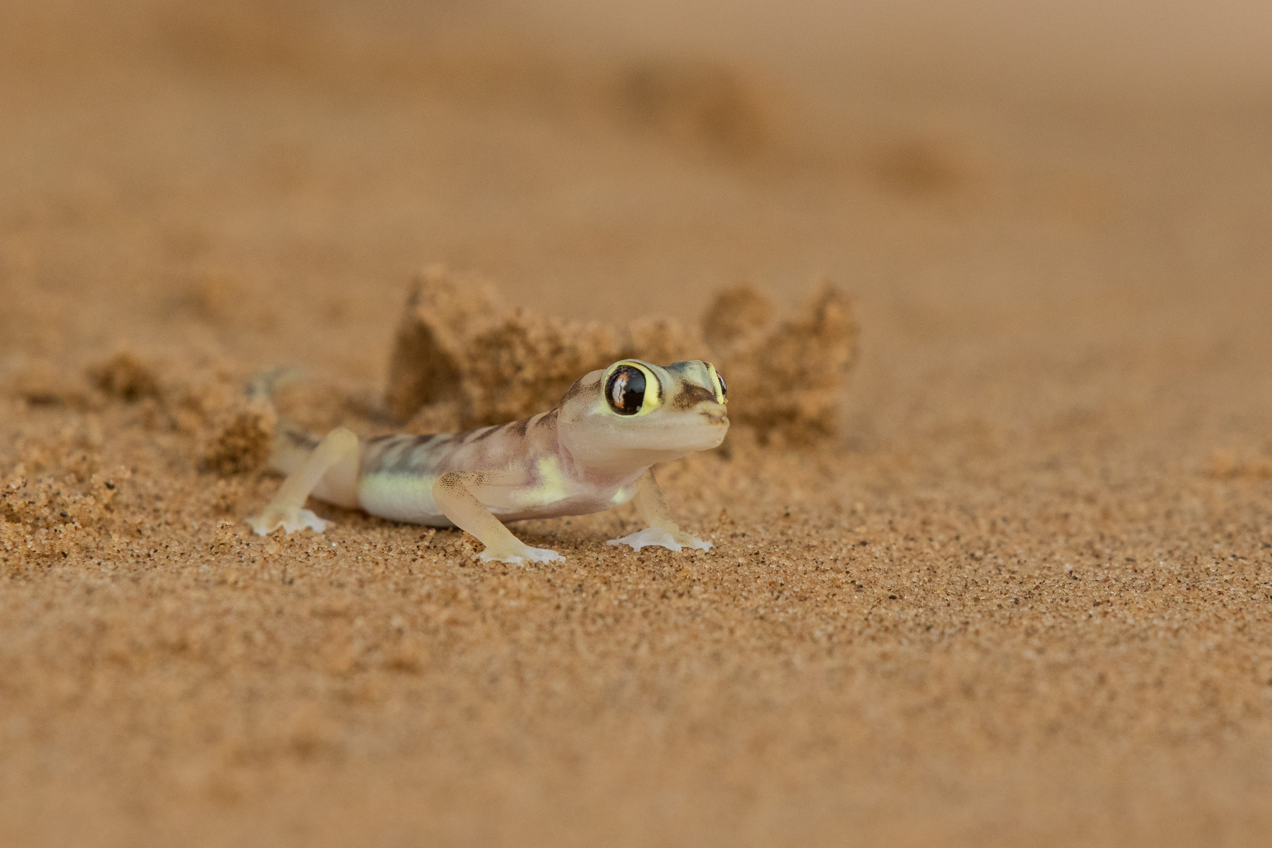 Africa, LivingDesert, Namibia, Swakopmund