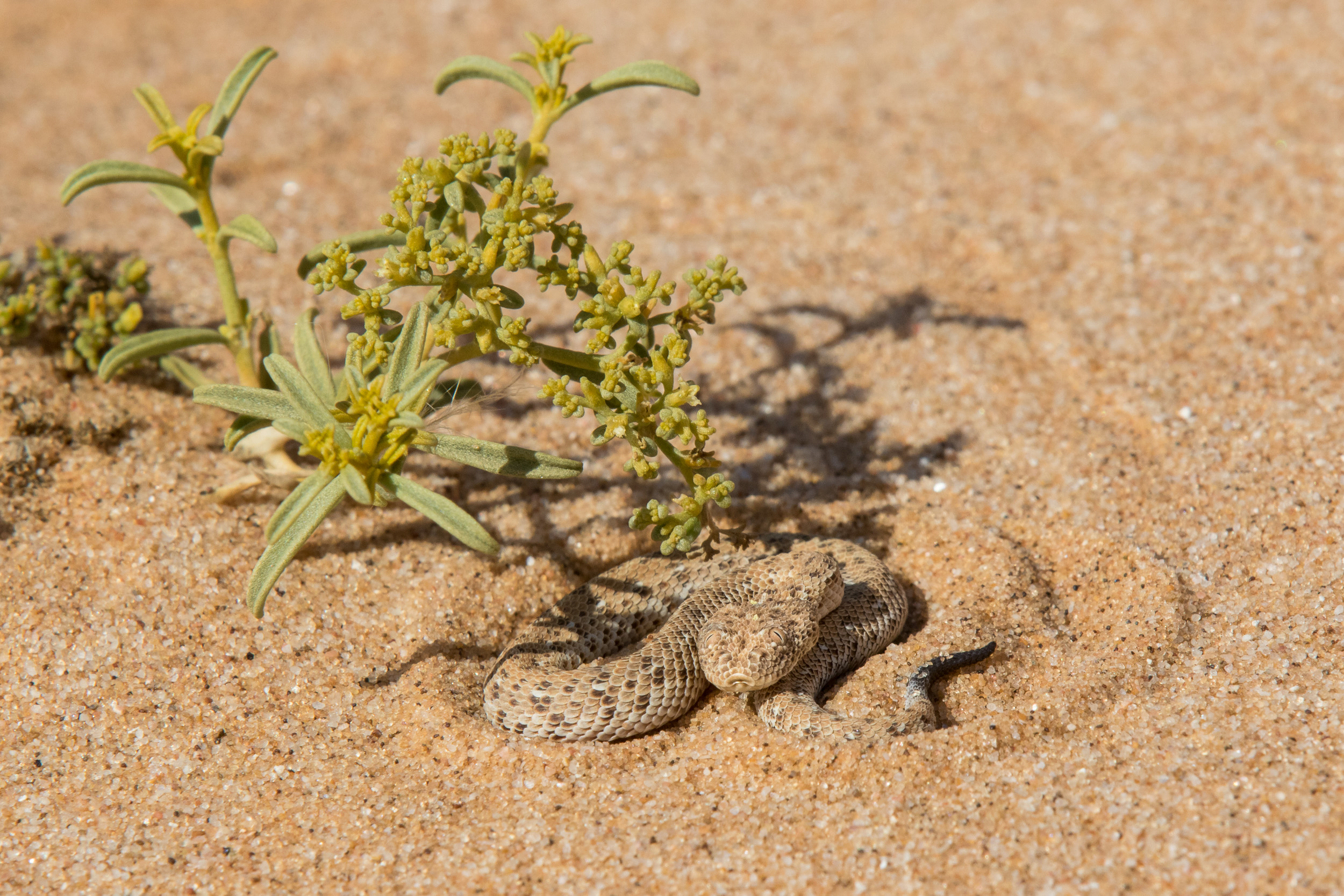 Africa, LivingDesert, Namibia, Swakopmund