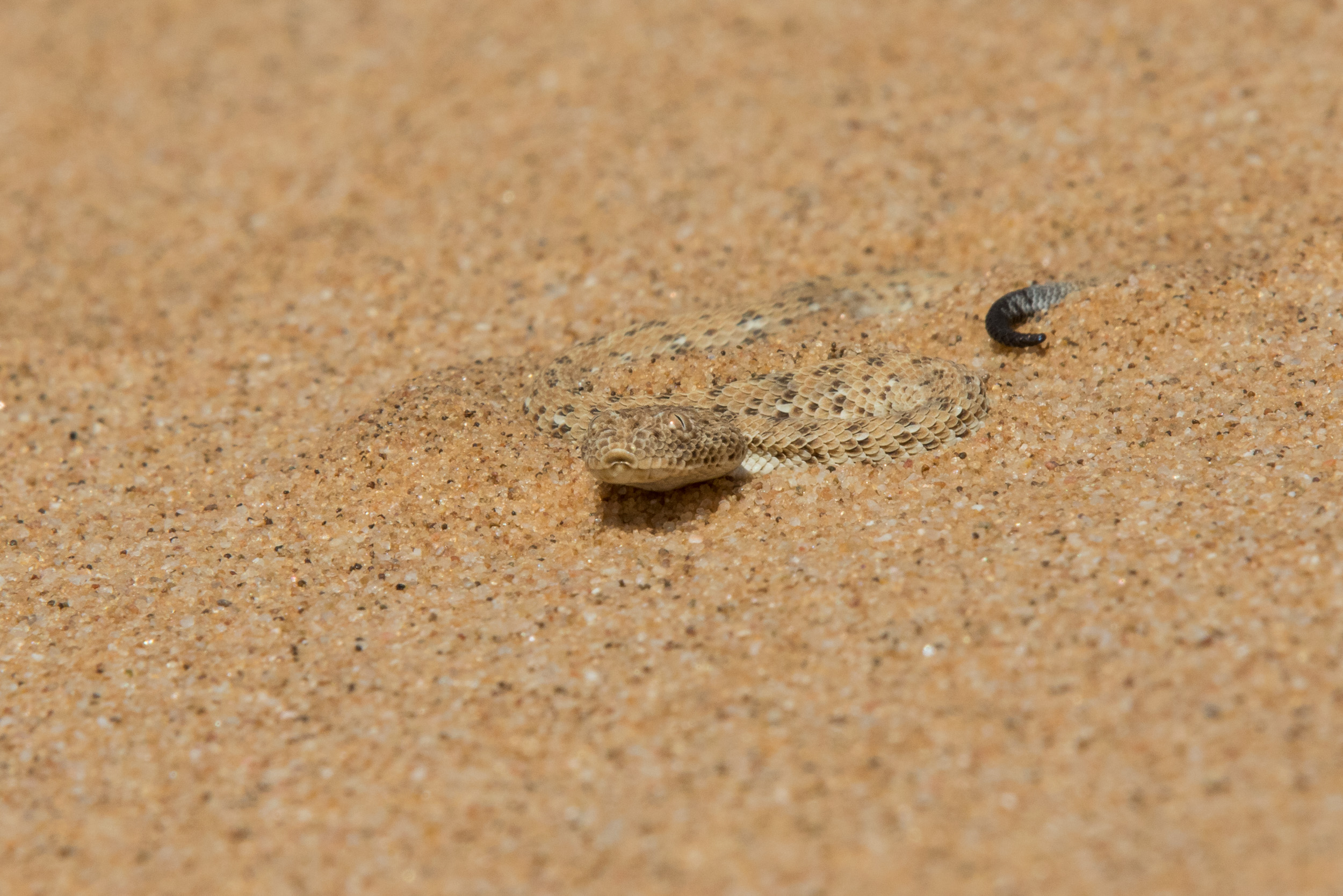 Africa, LivingDesert, Namibia, Swakopmund