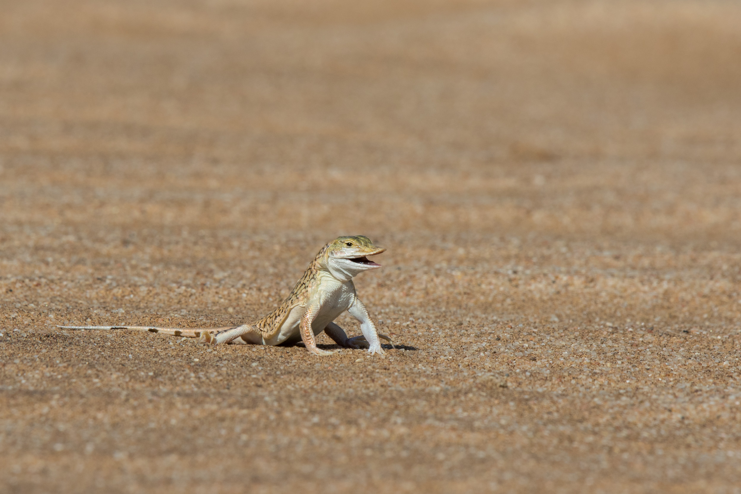 Africa, LivingDesert, Namibia, Swakopmund