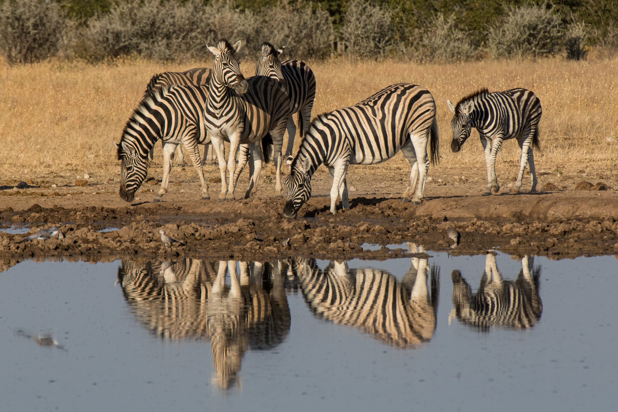 Africa, Etosha, Namibia