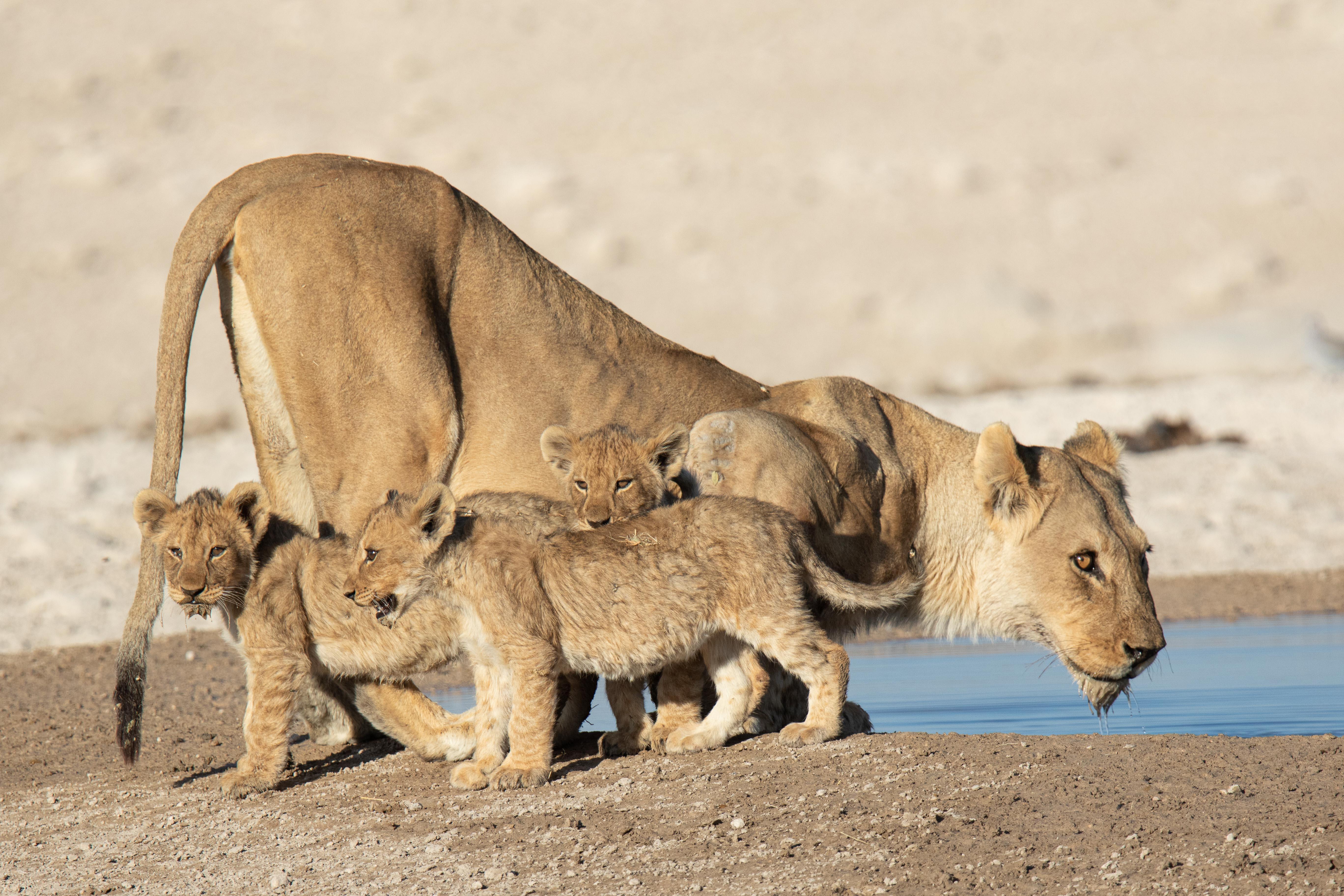 Africa, Namibia