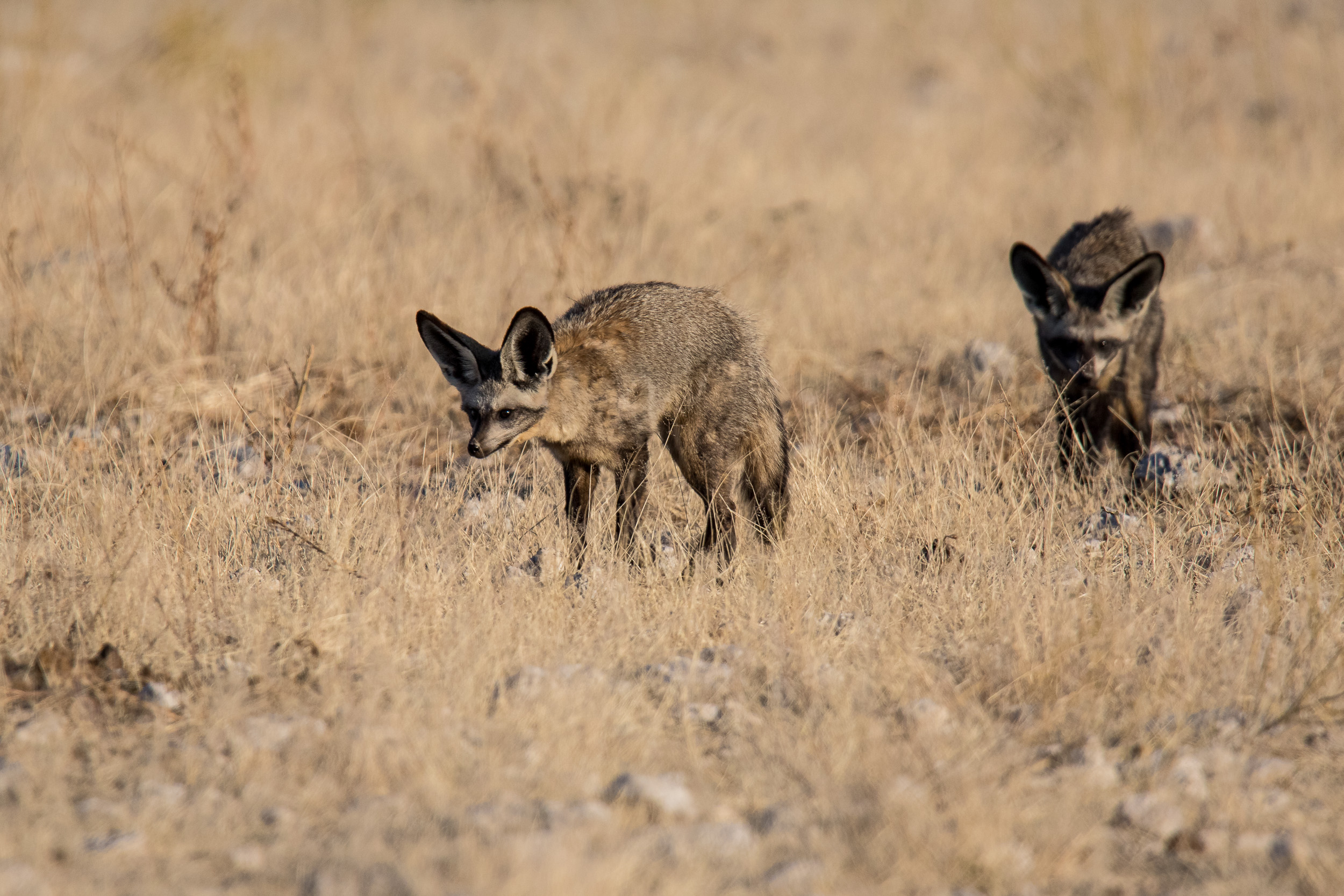 Africa, Etosha, Namibia