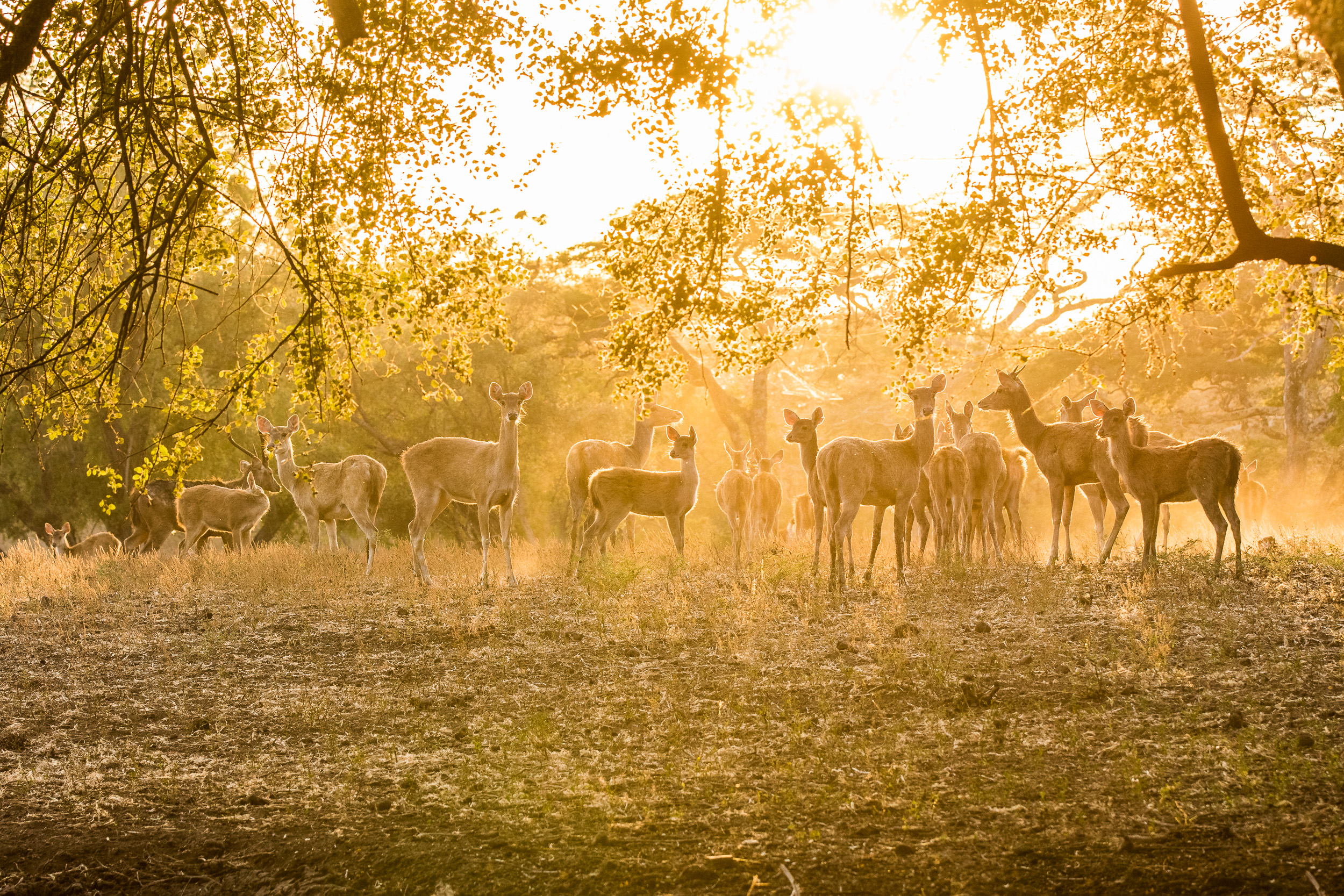 Baluran, Baluran National Park, Indonesia, Java, Nature