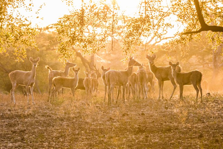 Baluran, Baluran National Park, Indonesia, Java, Nature, Wildlife