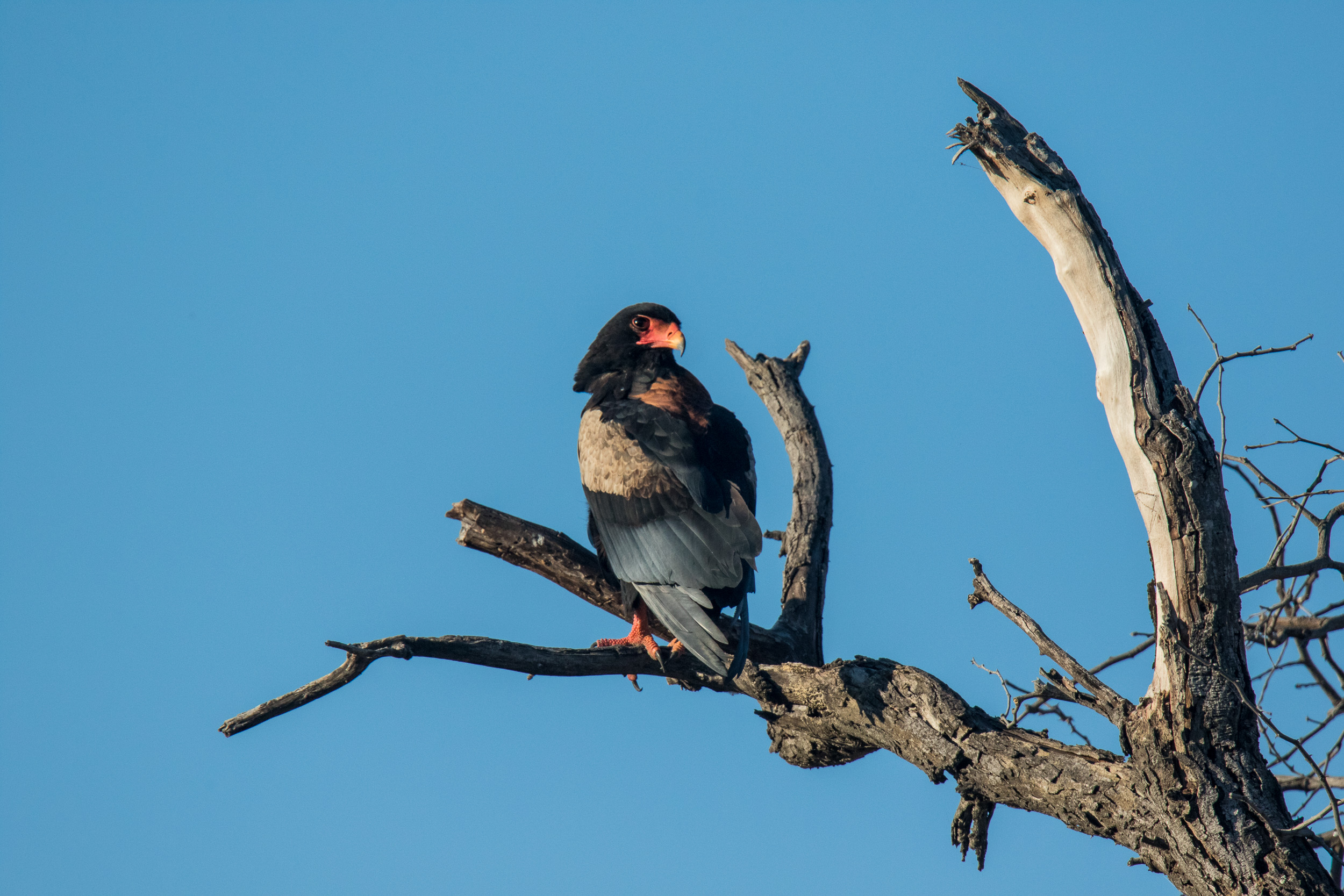 Africa, Mahango Game Reserve, Namibia